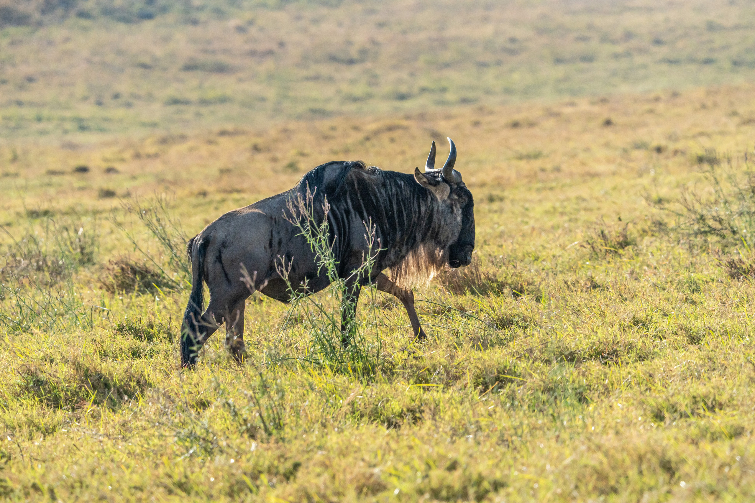 Танзания, сафари, 2025. Творческие сьемки