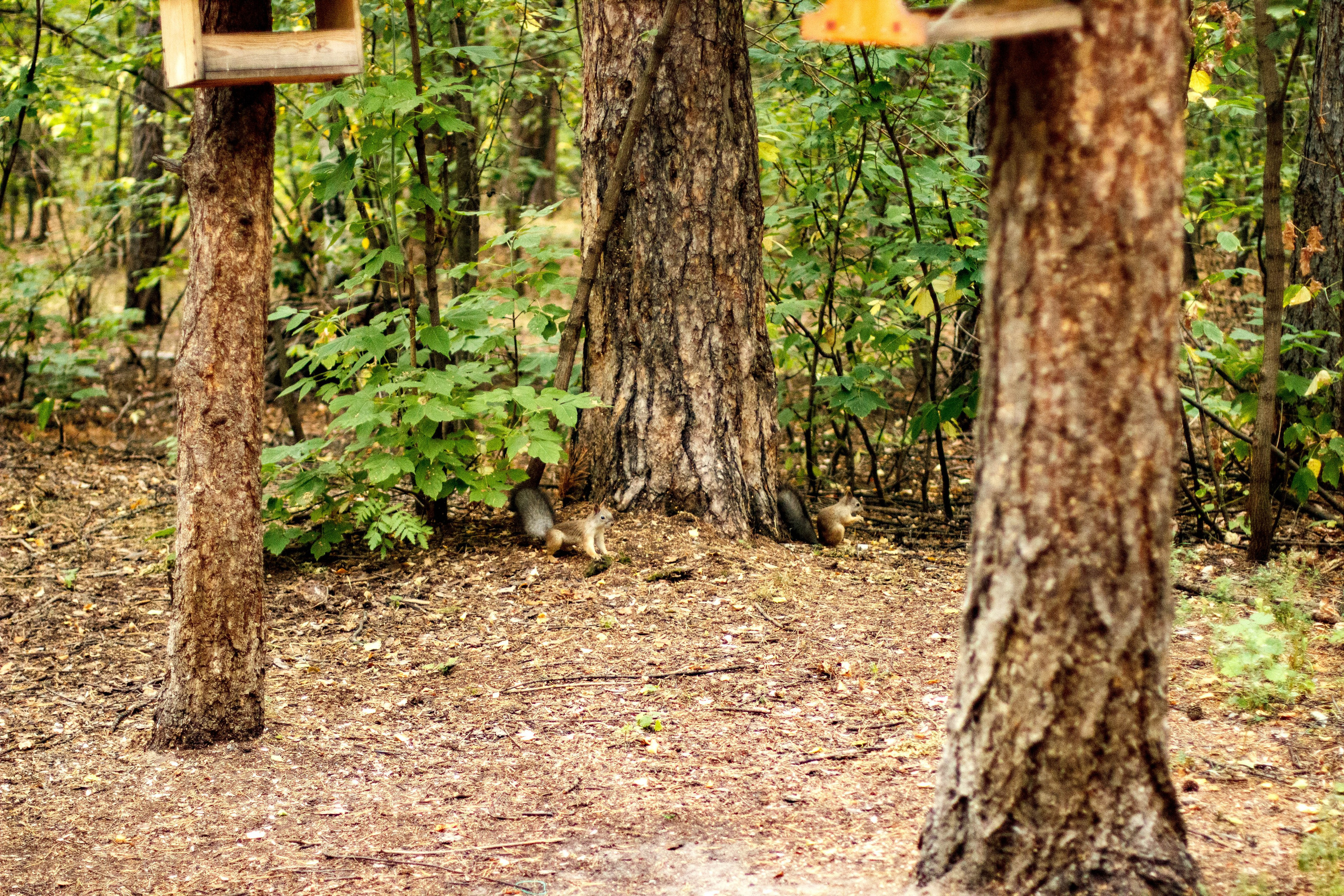 Белки / Squirrels. Фотограф Андрей Гузеев