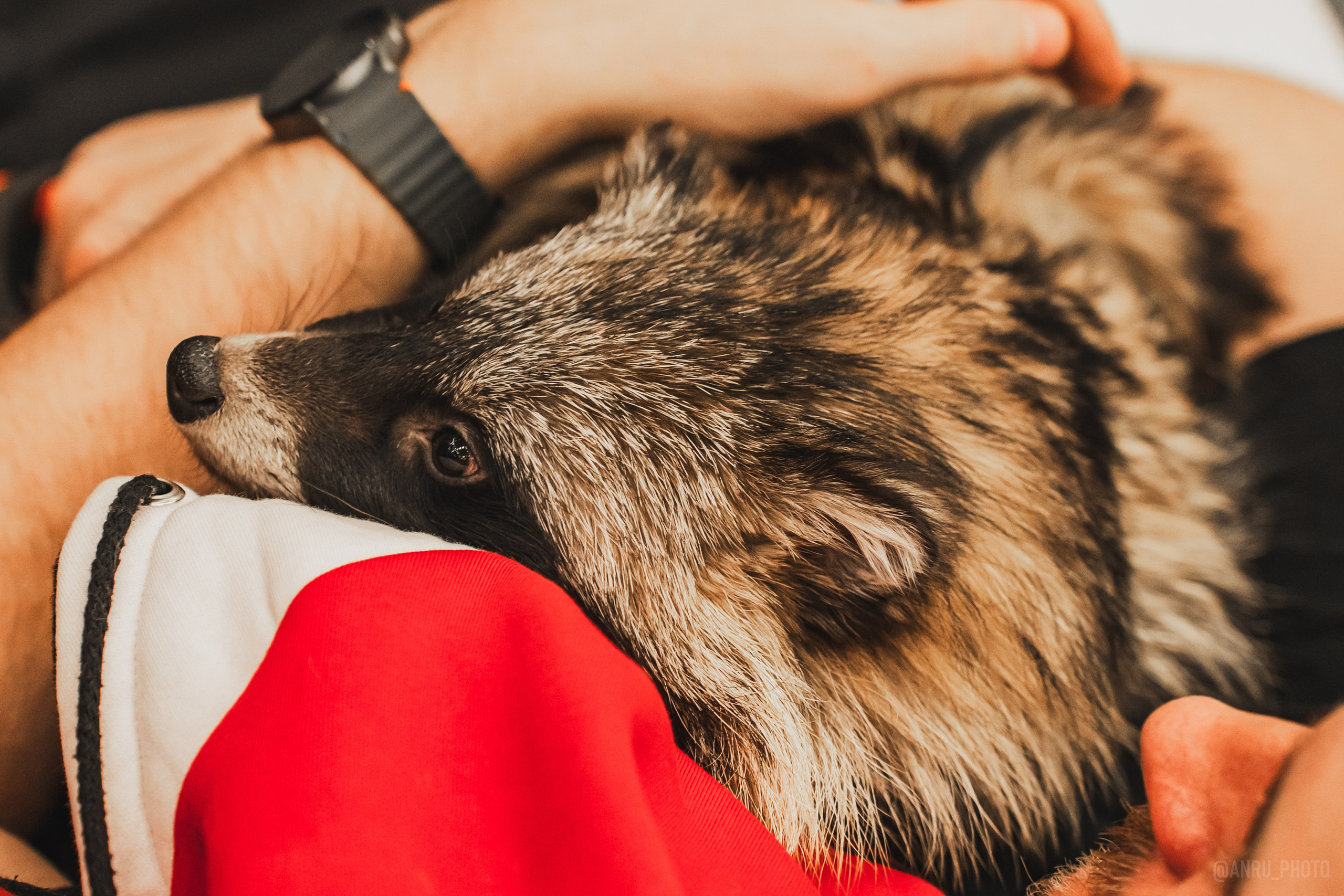 Fox Family fest. Репортажный фотограф Анастасия Рубцова