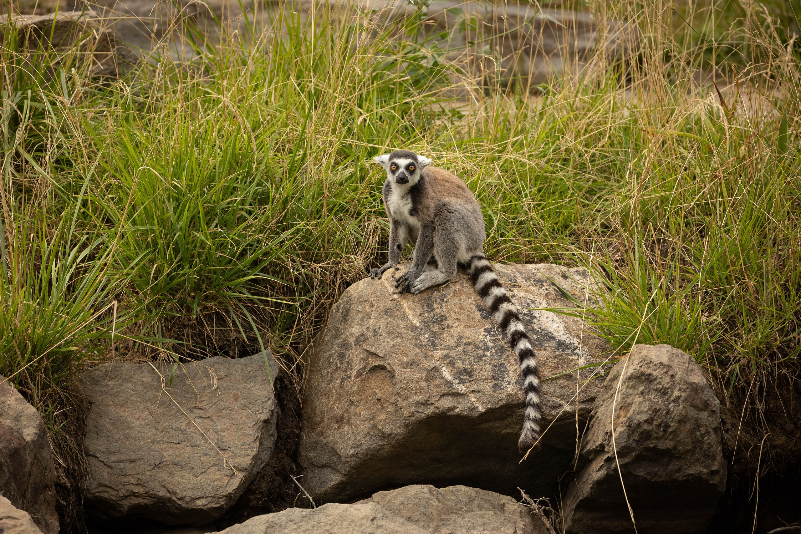 Зоопарк Малинки. Фотограф-АниМалист Анна Абрамова