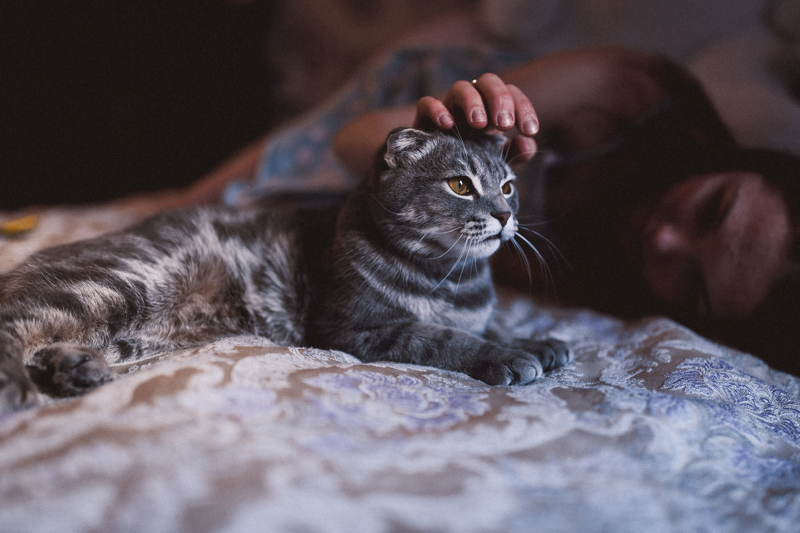 Ещё про любовь в кошкам. Сергей Ветер, фотограф в Краснодаре