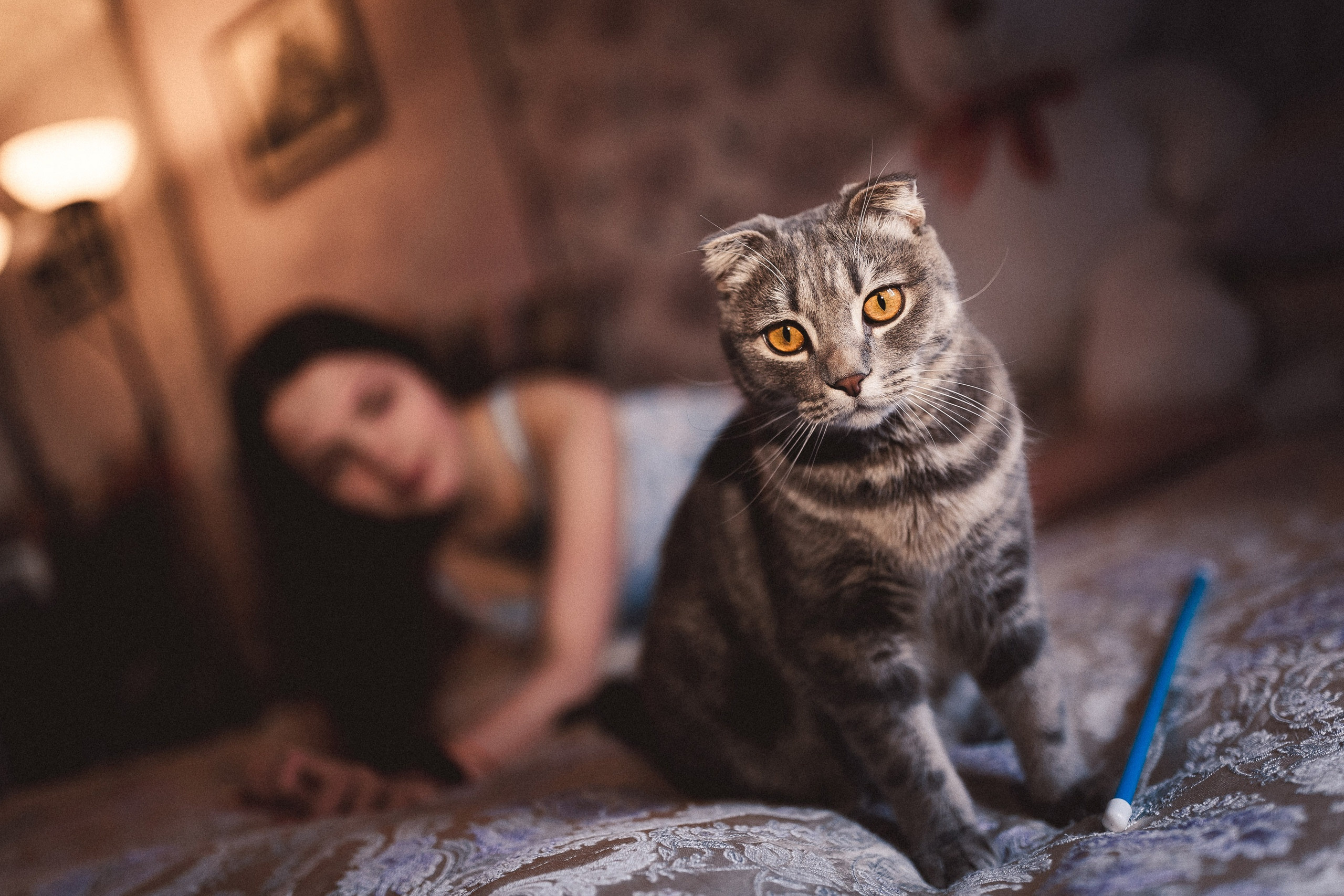 Ещё про любовь в кошкам. Сергей Ветер, фотограф в Краснодаре