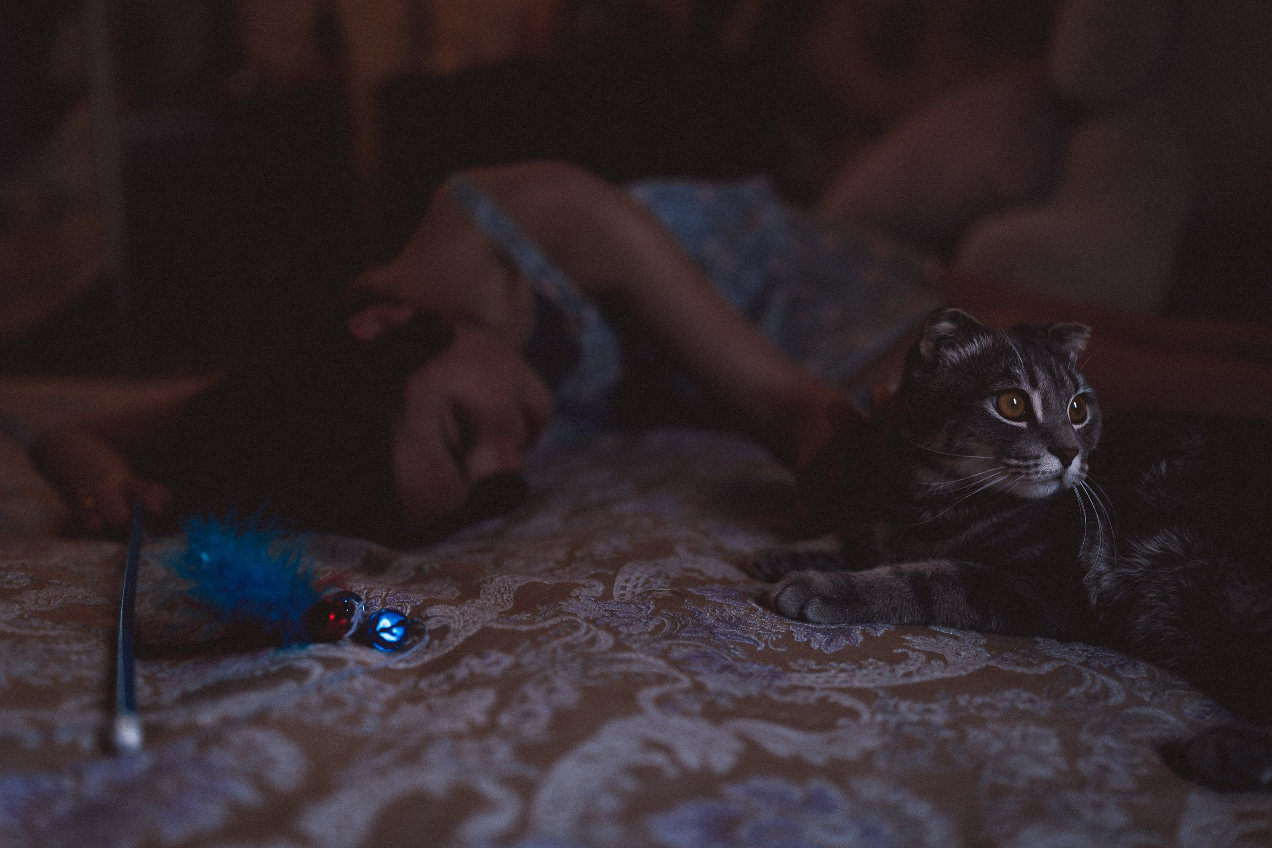 Ещё про любовь в кошкам. Сергей Ветер, фотограф в Краснодаре