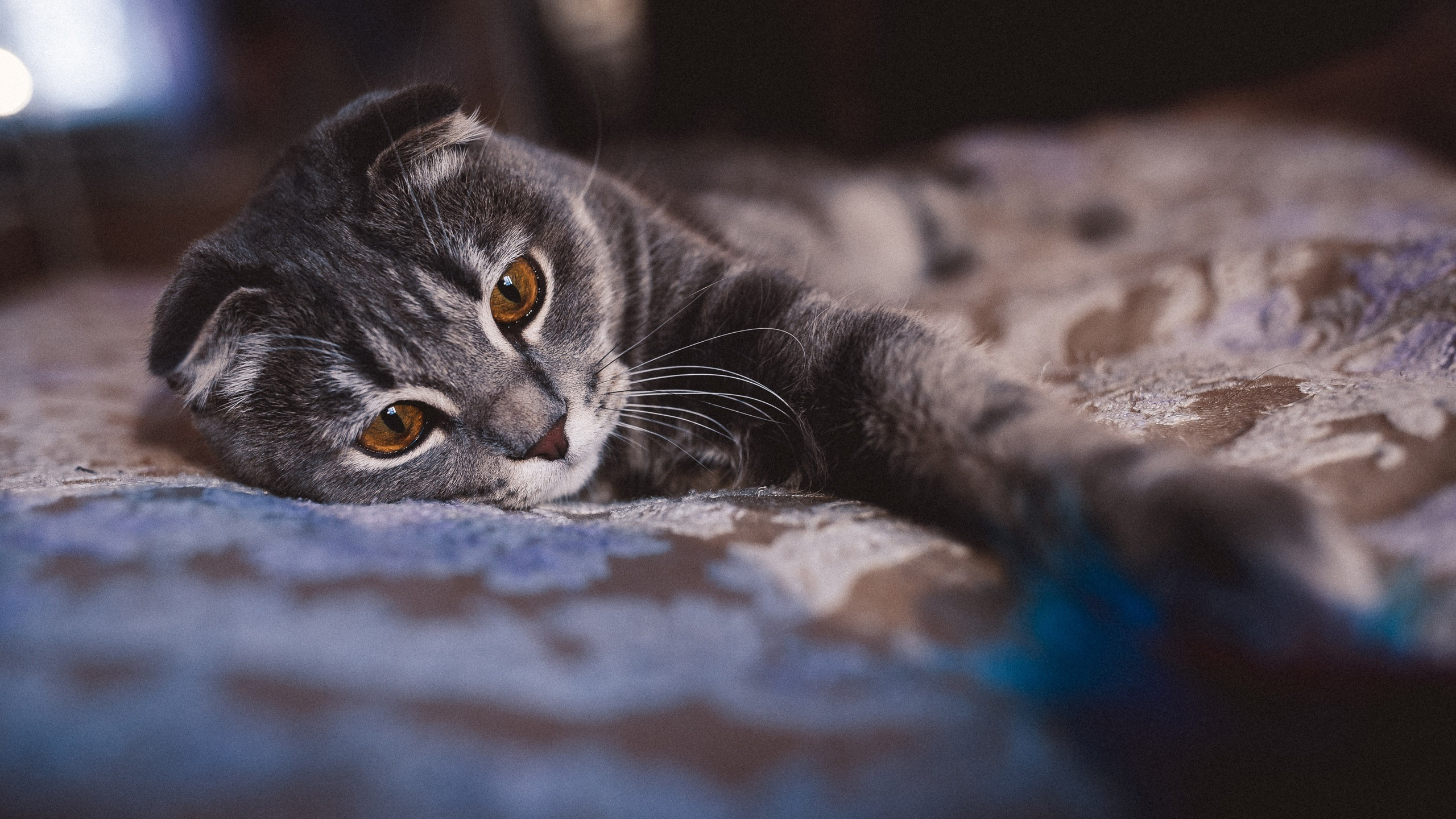 Ещё про любовь в кошкам. Сергей Ветер, фотограф в Краснодаре