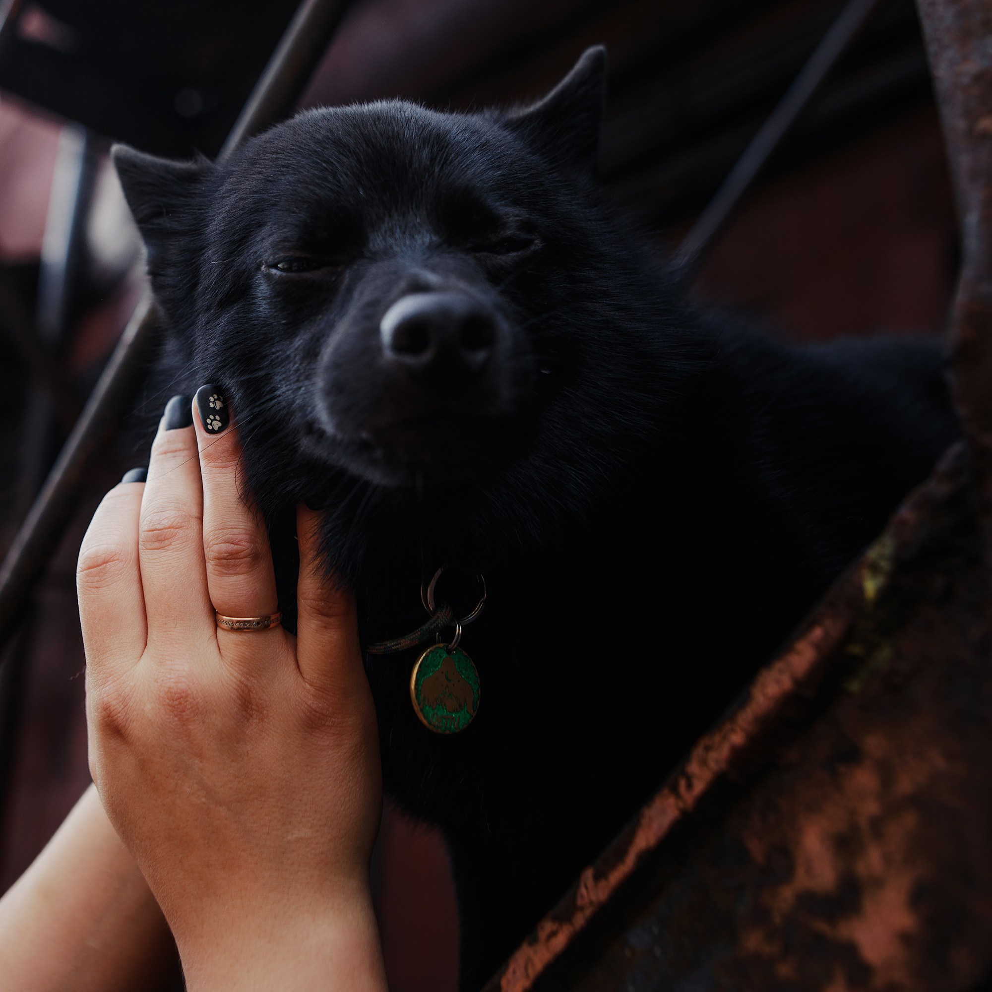Саша, Маша и шипперке Йети. Фотограф-анималист Mary Mart — Москва, Питер