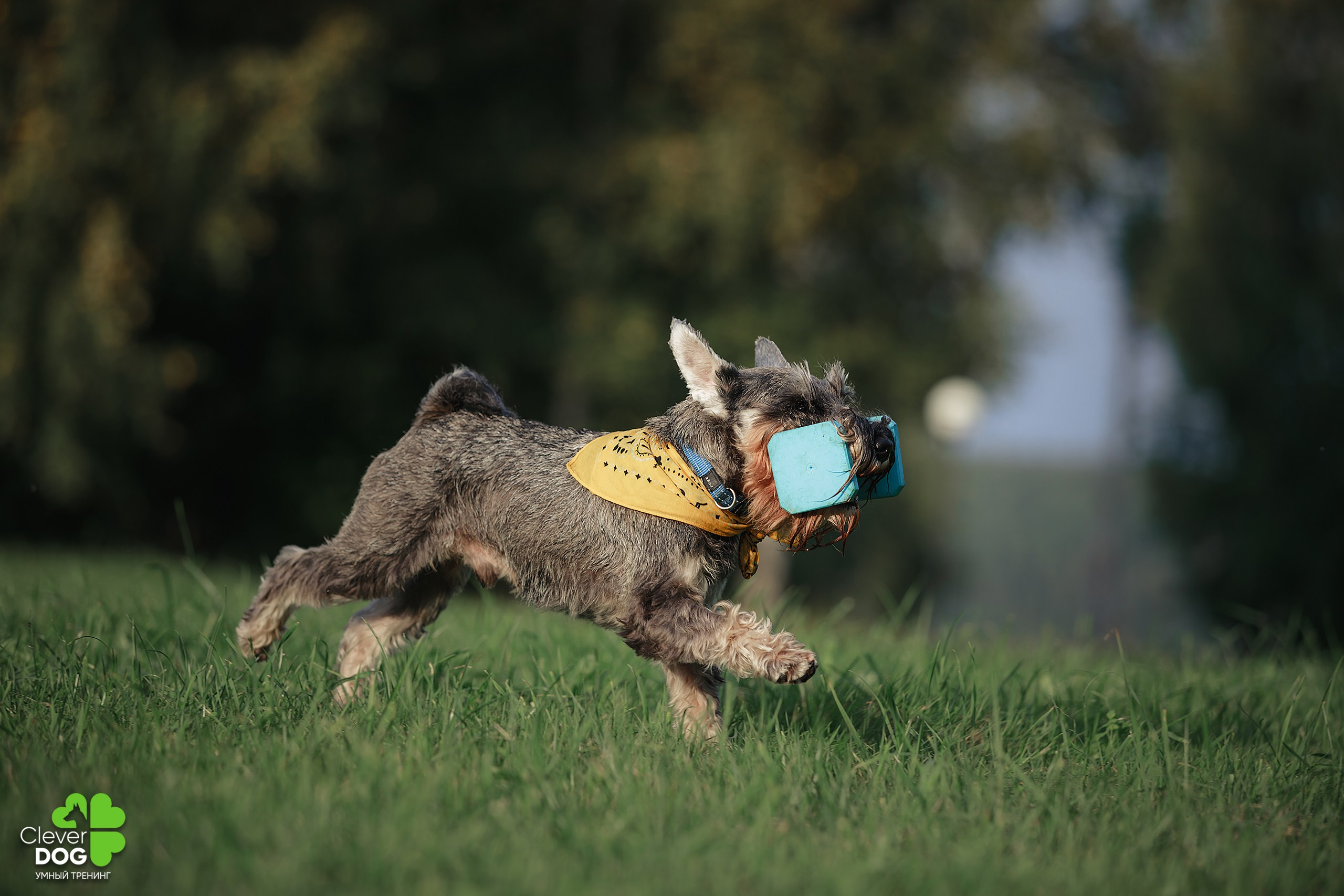 Кинологический лагерь CleverDog, 2024. Фотограф-анималист Mary Mart — Москва, Питер