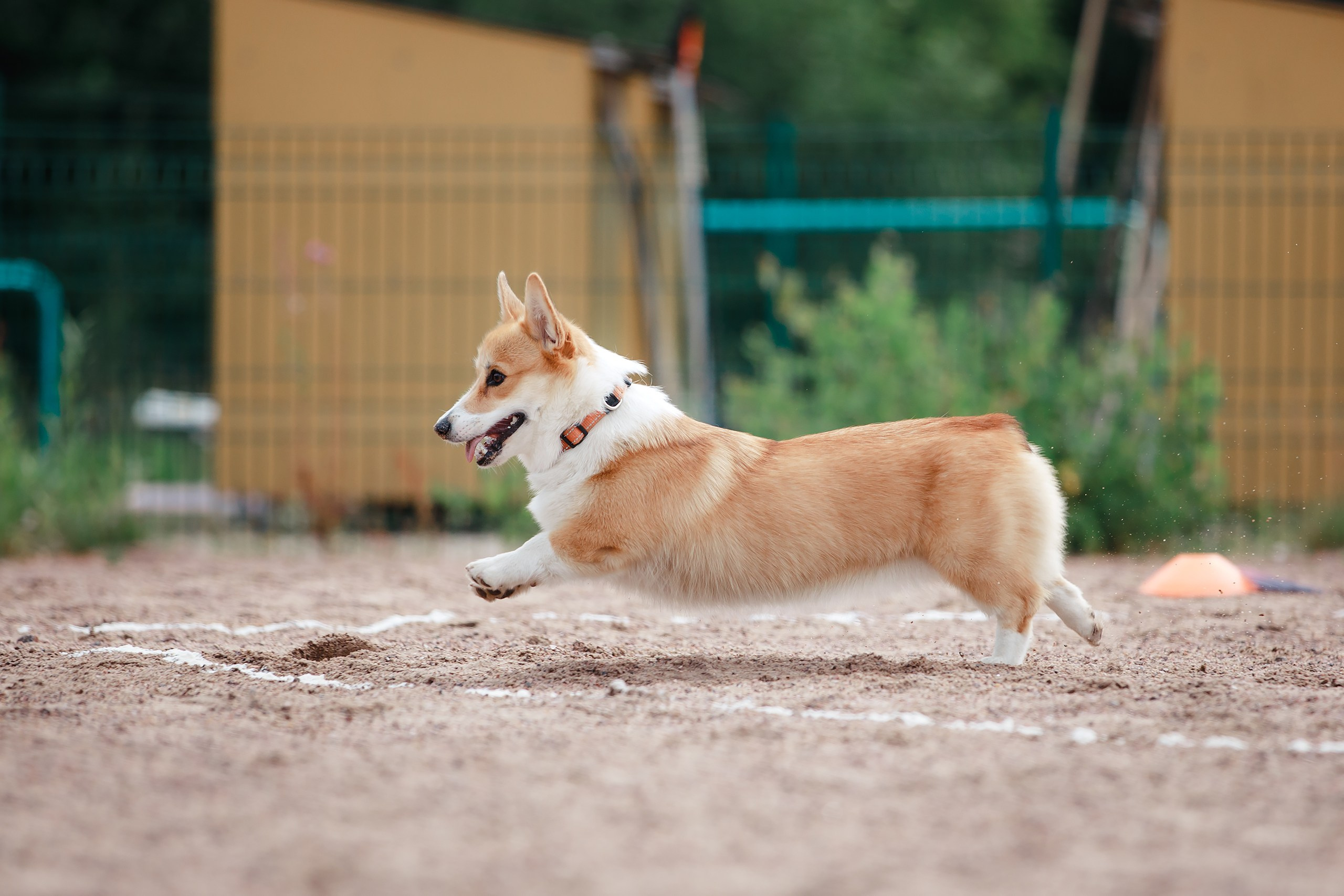 Питч&Гоу + веселые старты. Фотограф-анималист Mary Mart — Москва, Питер