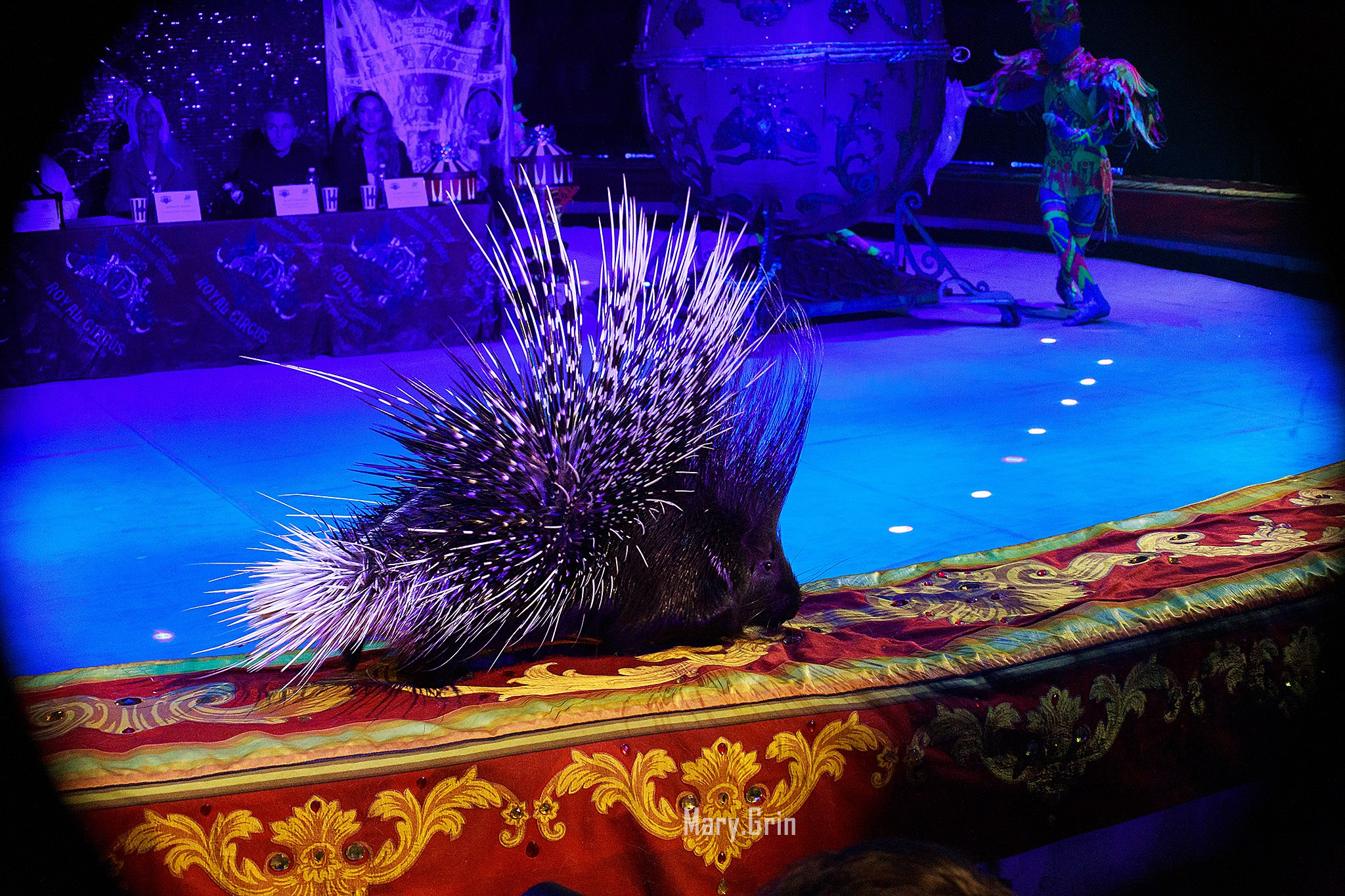 Цирк Гии Эрадзе. Детский и семейный фотограф, фотограф мероприятий Нижний Новгород