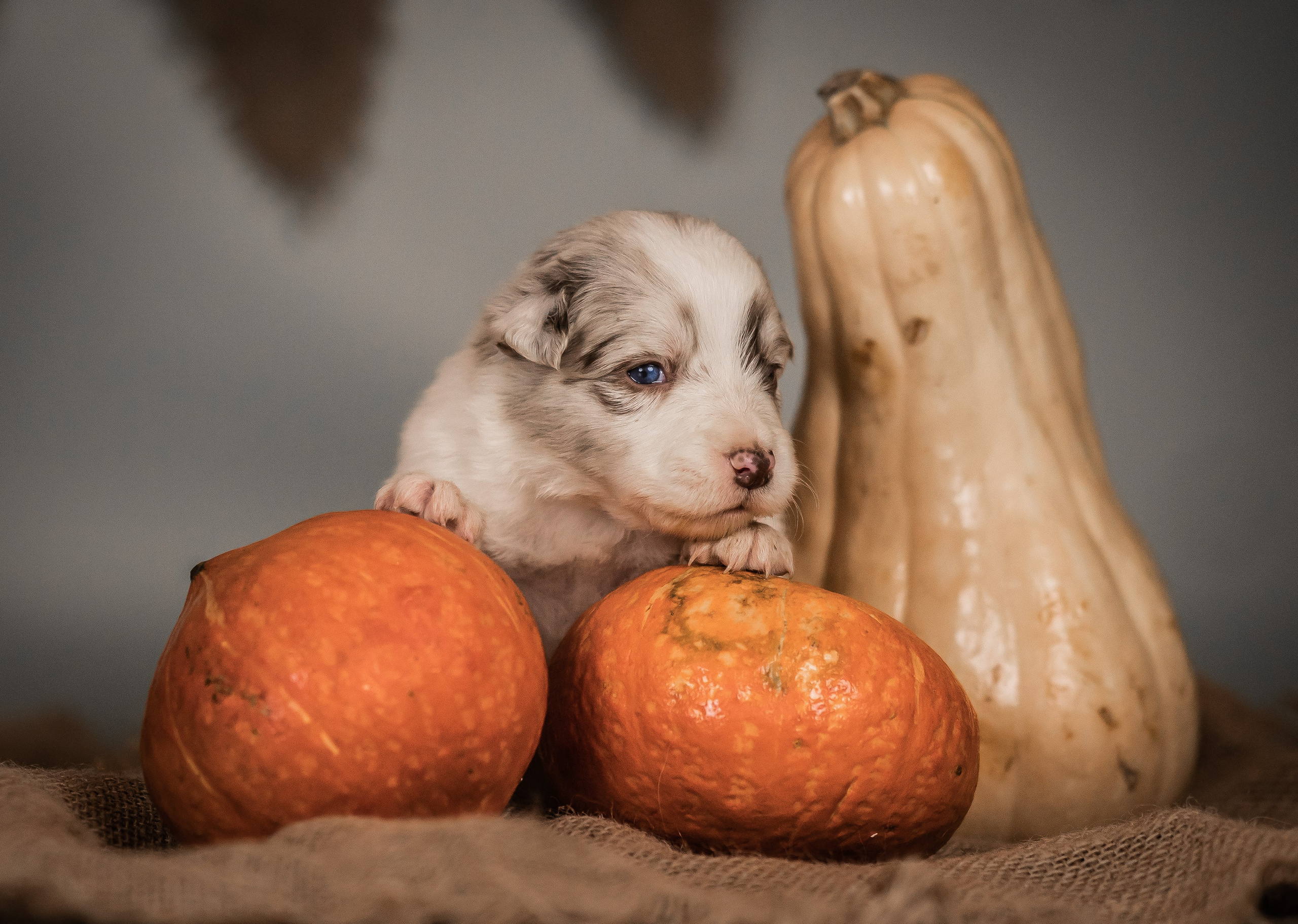 Фритсвит. Семейный фотограф Ефремова Виктория