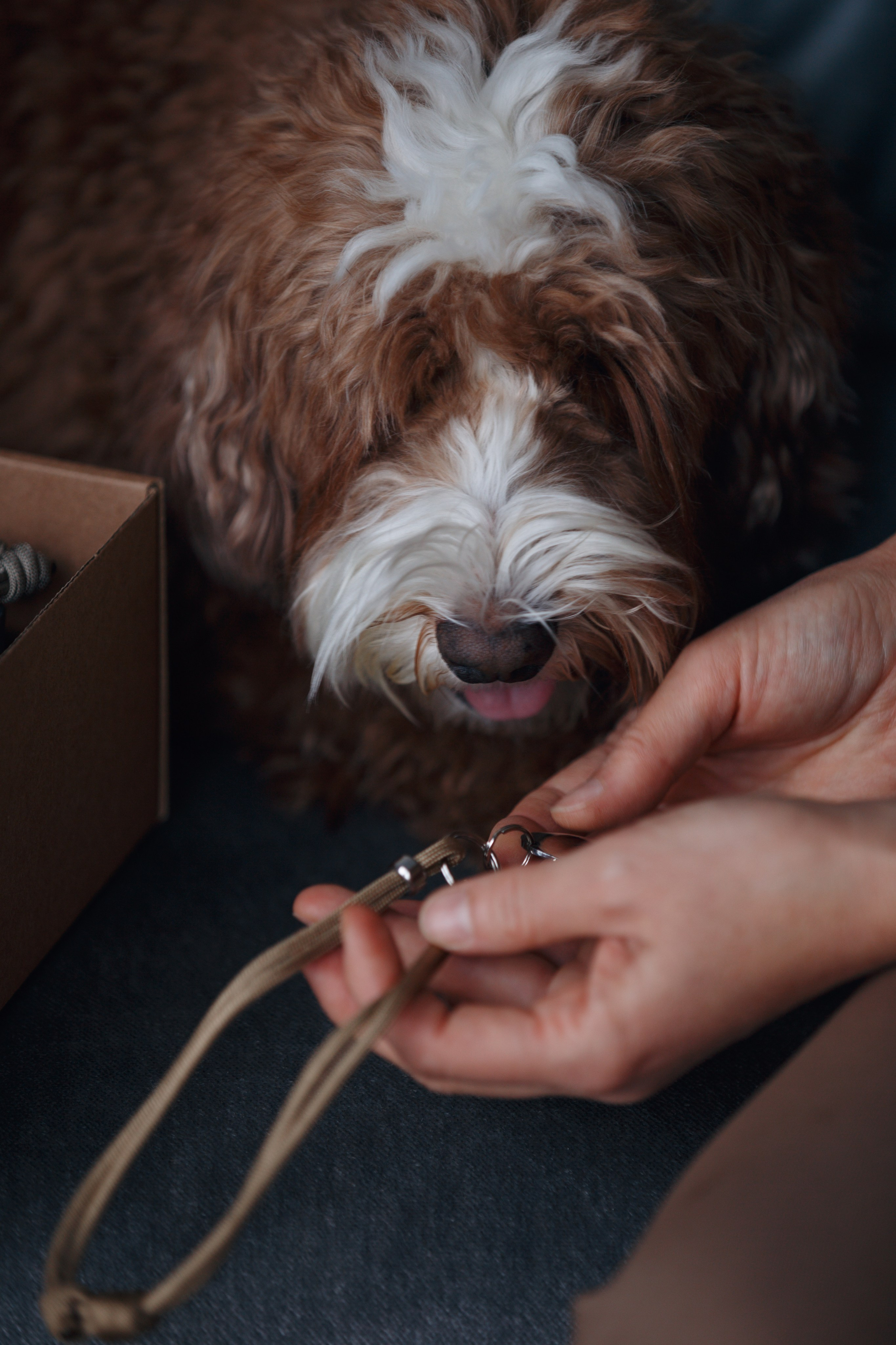 Bmbh лежанки и адресники. Фотограф анималист Кристина Карпова, Москва