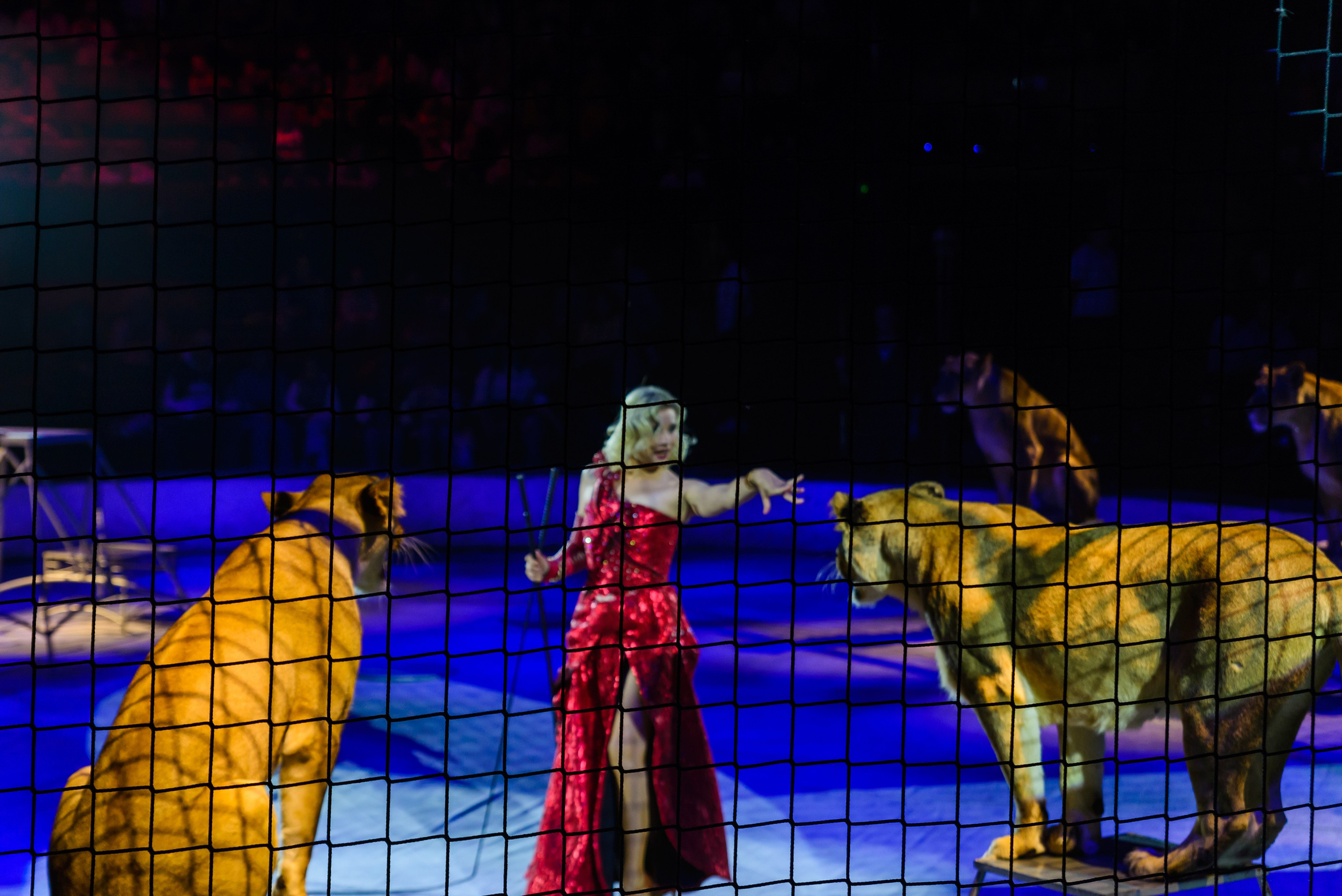 Пермский государственный цирк. Фотограф в Ханты-Мансийске Евгений Жуланов