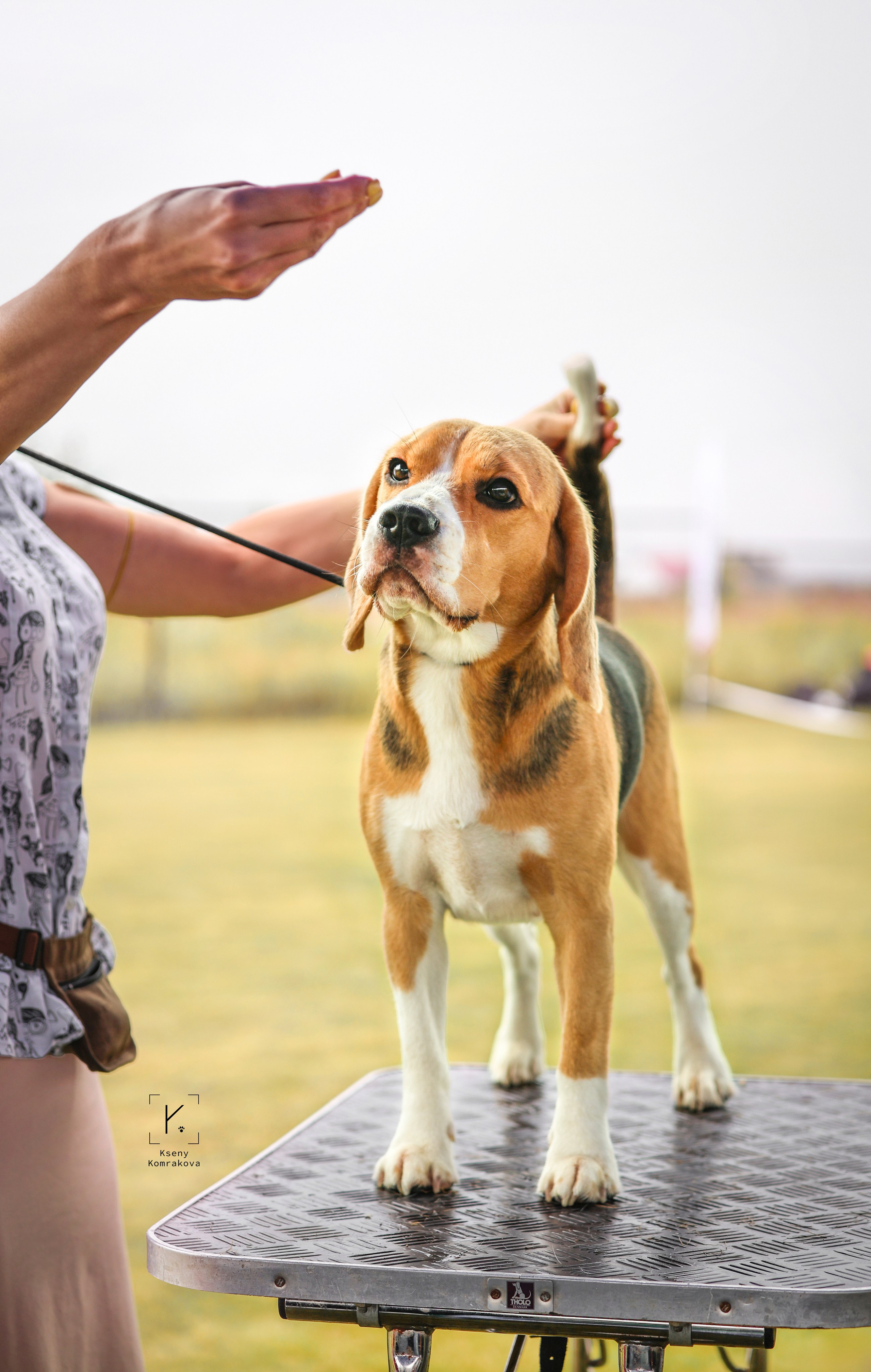 Съемка собак. Анималистика. Репортаж. Индивидуальная съемка