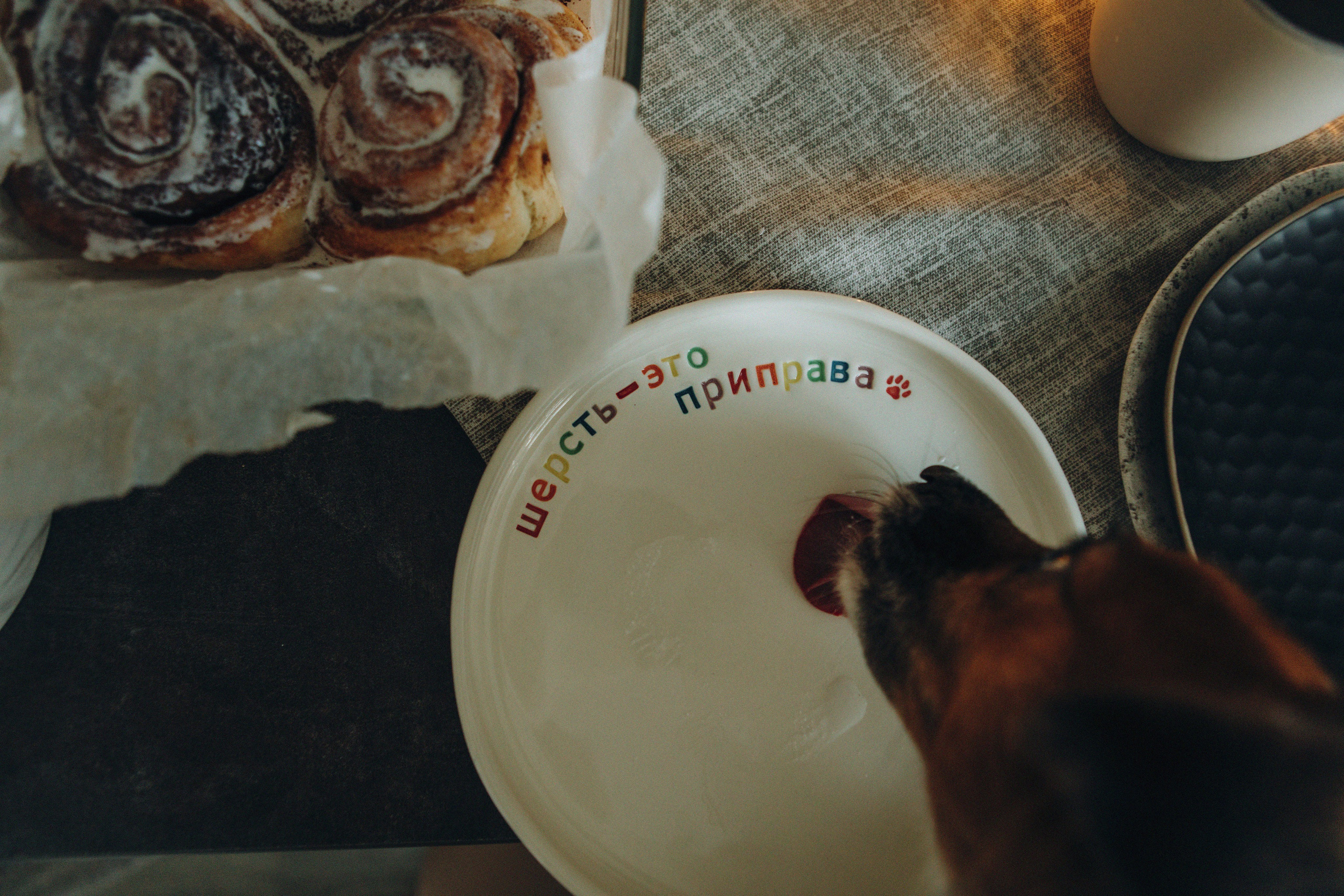 Break fast with a dog. Свадебный и семейный фотограф Арестенко Анастасия
