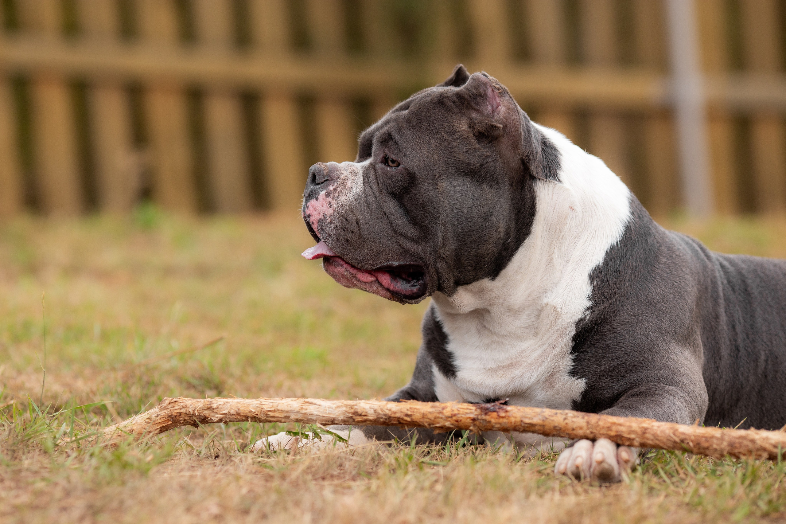 Наталья и булли. Фотограф Анималист в Перми Анастасия Остерман
