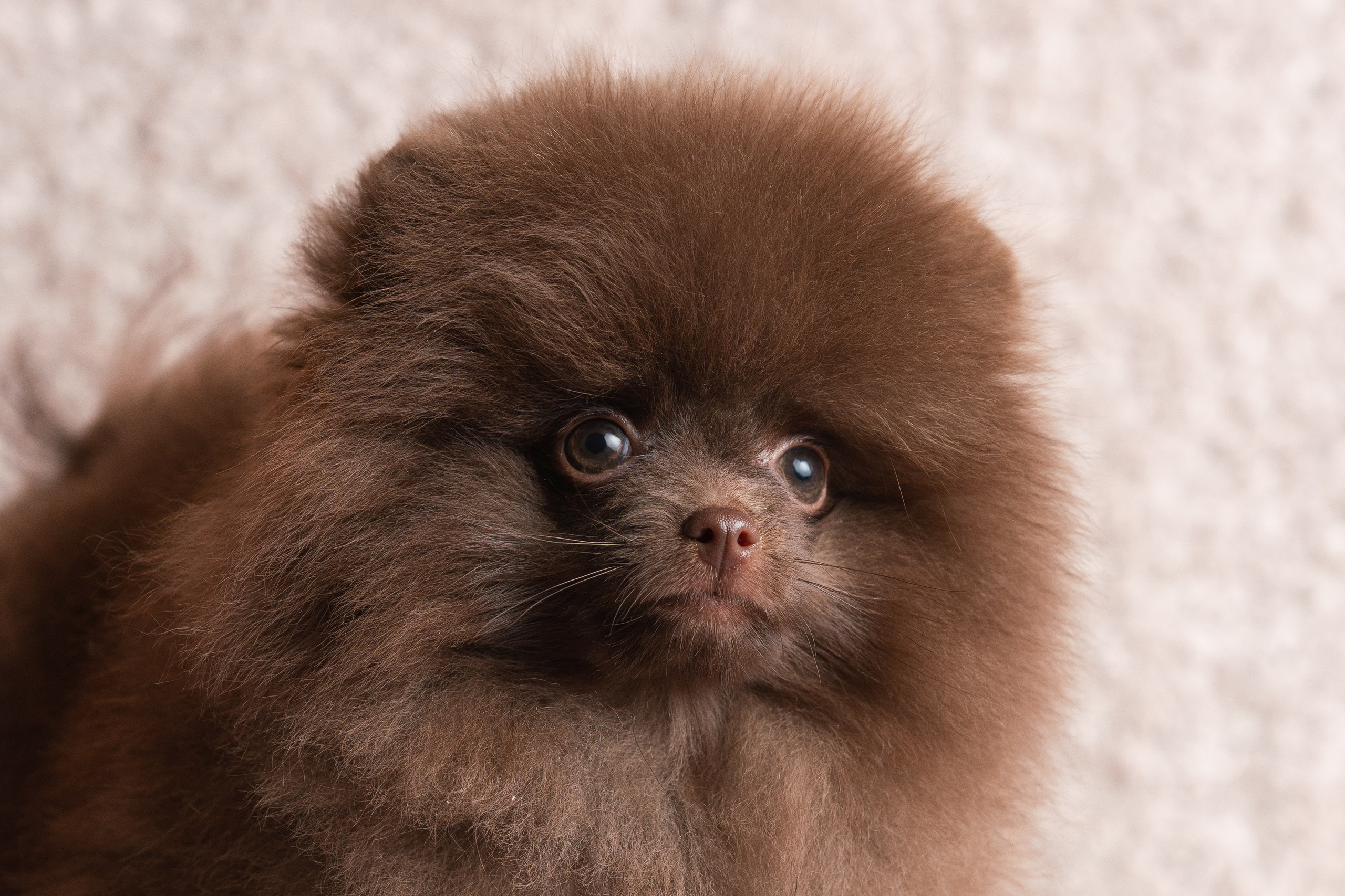 Шпицы. Фотограф анималист Осипчикова Мария