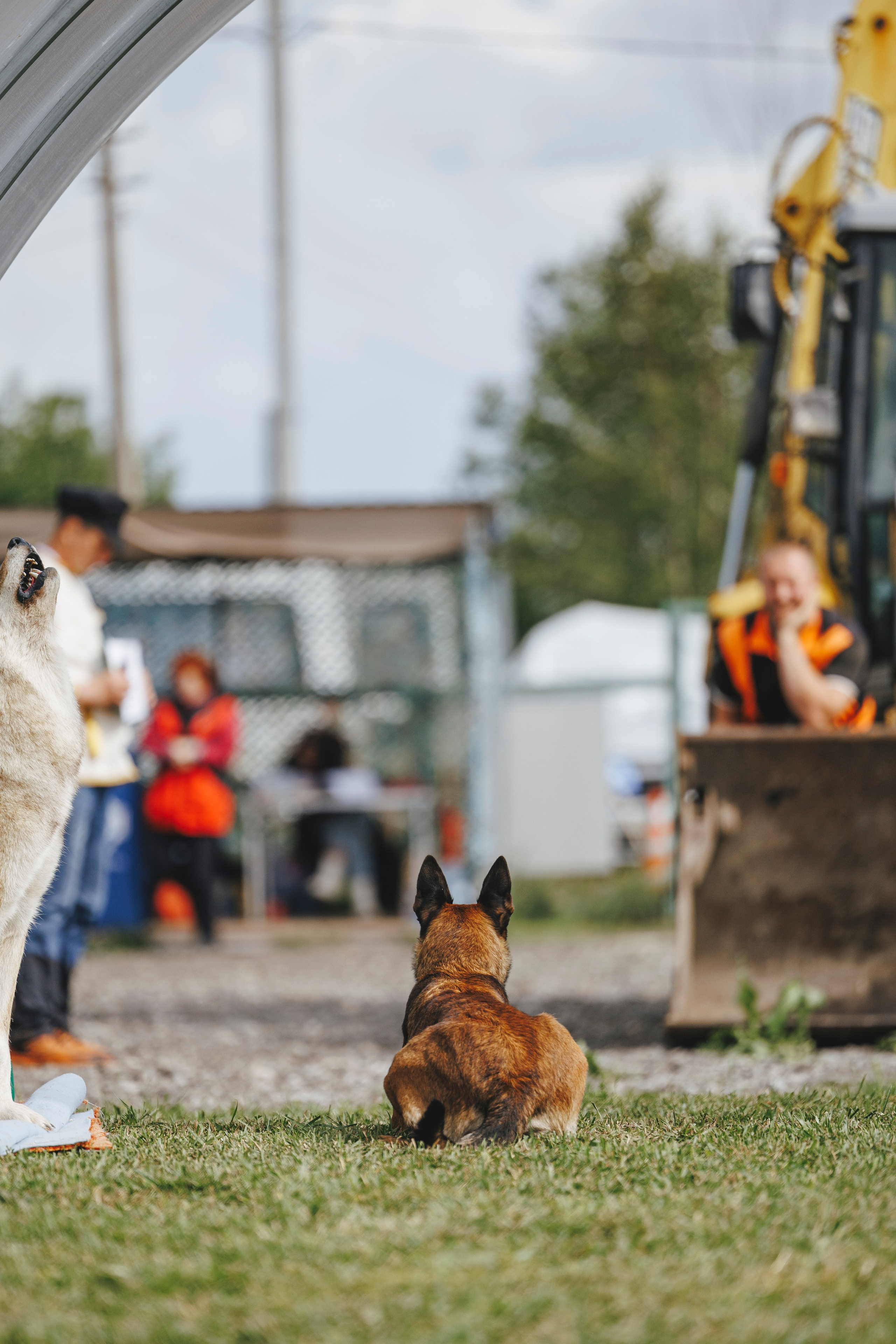 08.08.25-10.08.25 ЧР по мондьорингу г. Вологда. Фотограф-анималист Анна Маринич