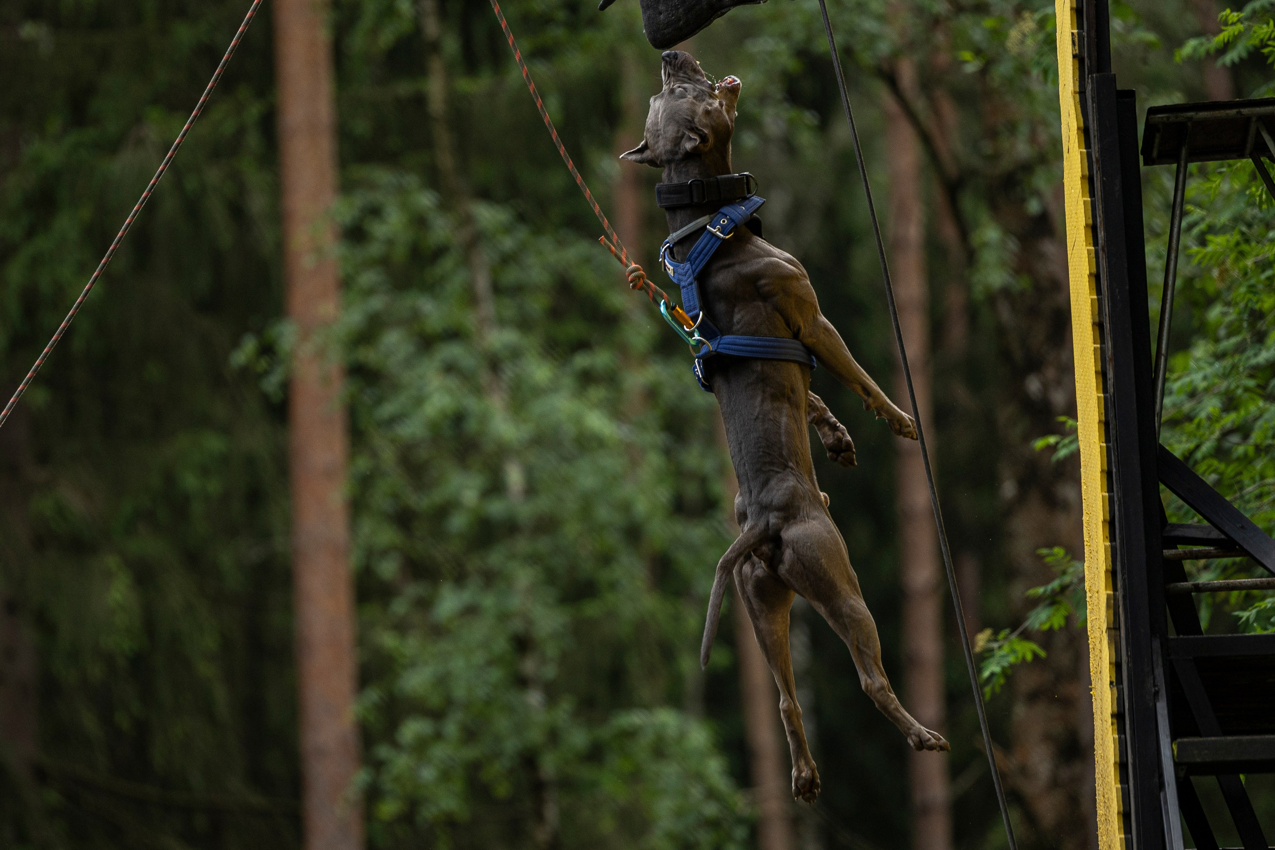 Пит-стафф многоборье. Фотограф-анималист Анна Маринич