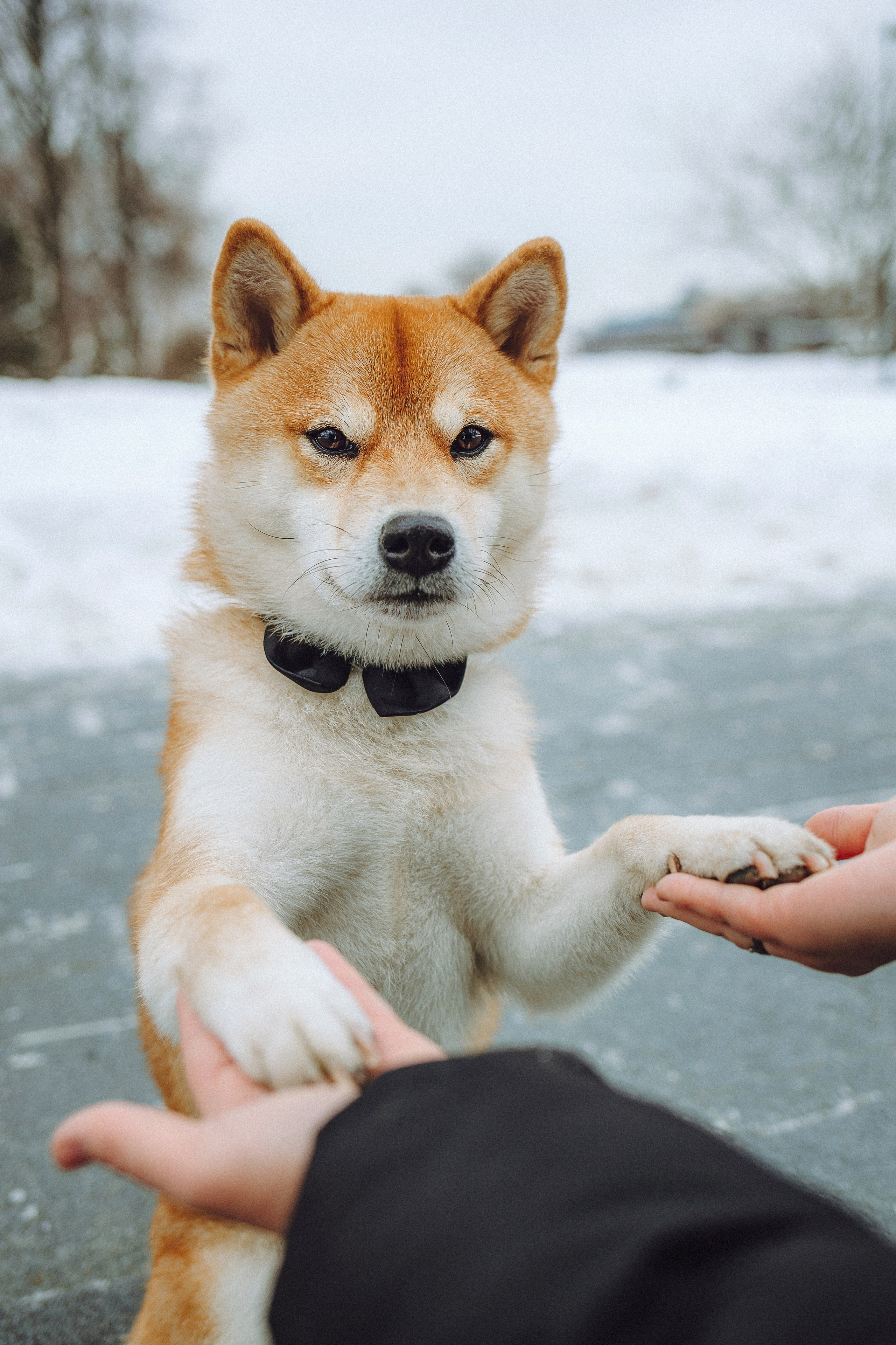 Настя и Ронин