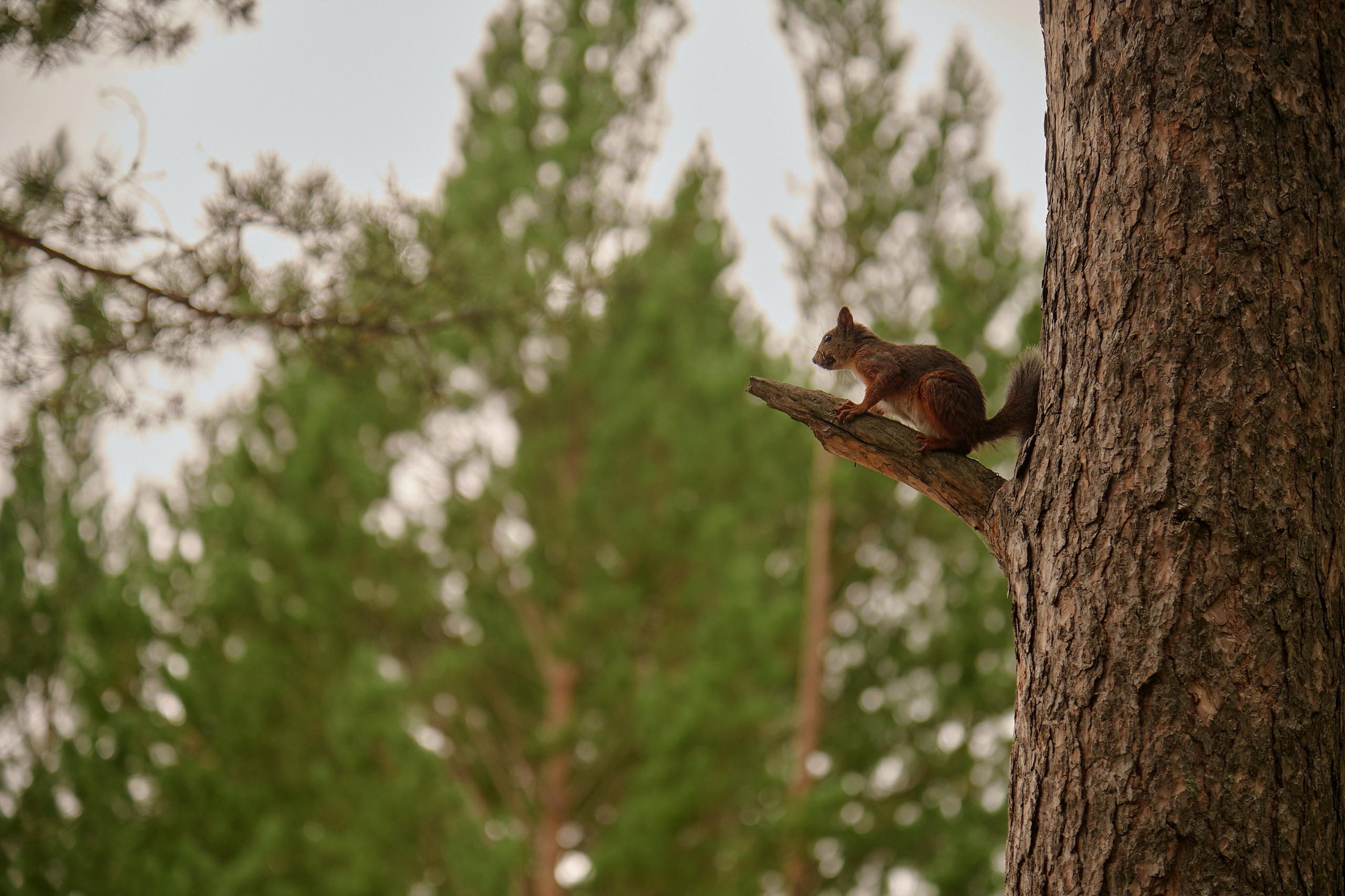 Большая перемена. Фотограф Яковлев Роман — Красноярск