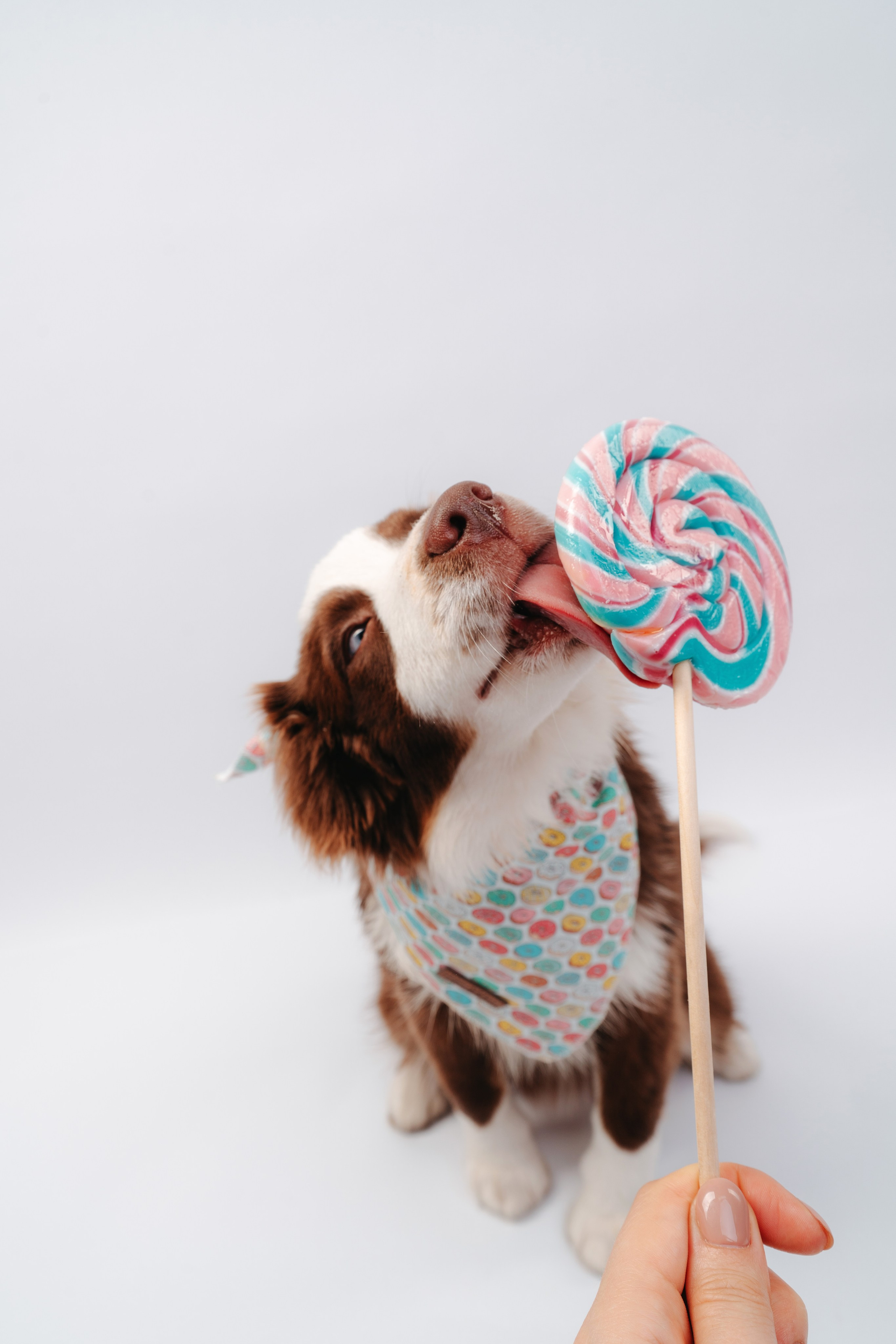 Миниаусси Дайс. Фотограф анималист Осипчикова Мария