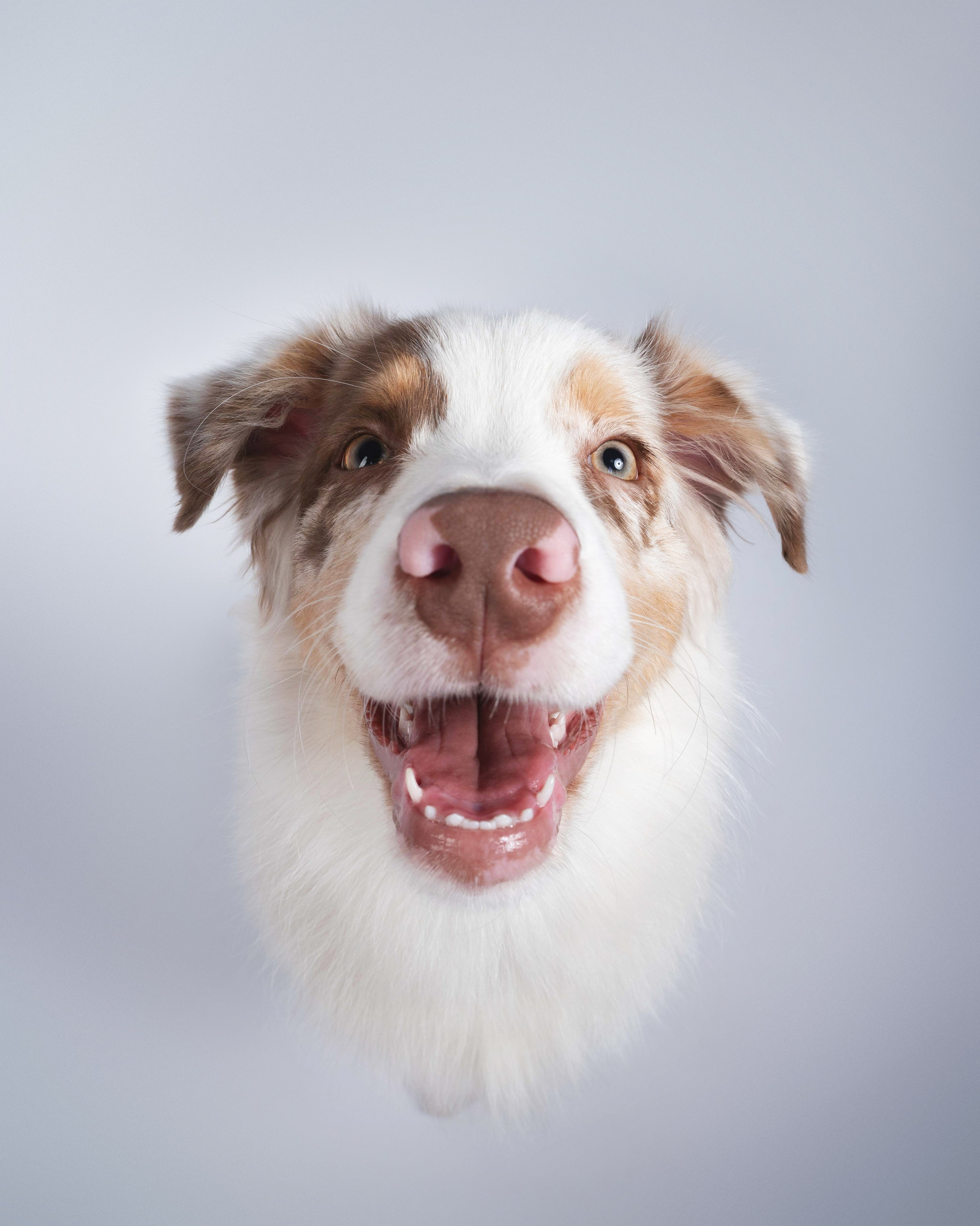 Бри, Панда, Эста и Жара. Фотограф анималист Осипчикова Мария