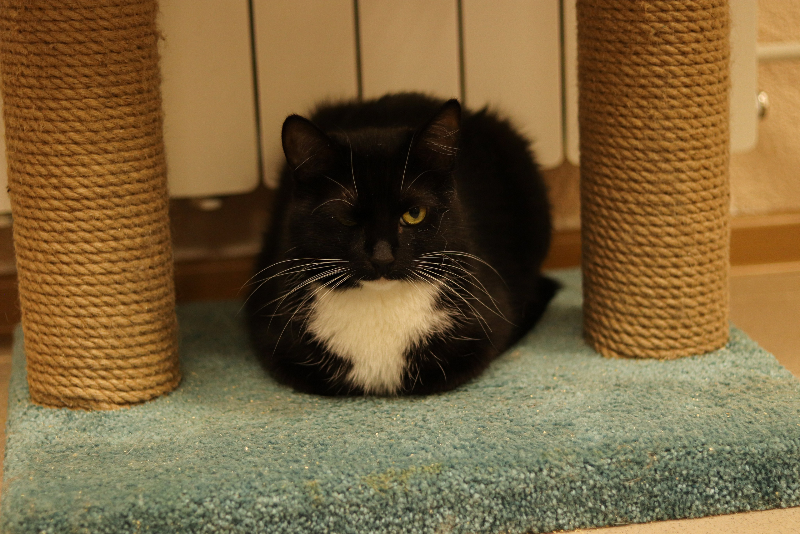 Петербургский дом кота (27 июня 2024). Ивентный фотограф в Санкт-Петербурге Олег Комков