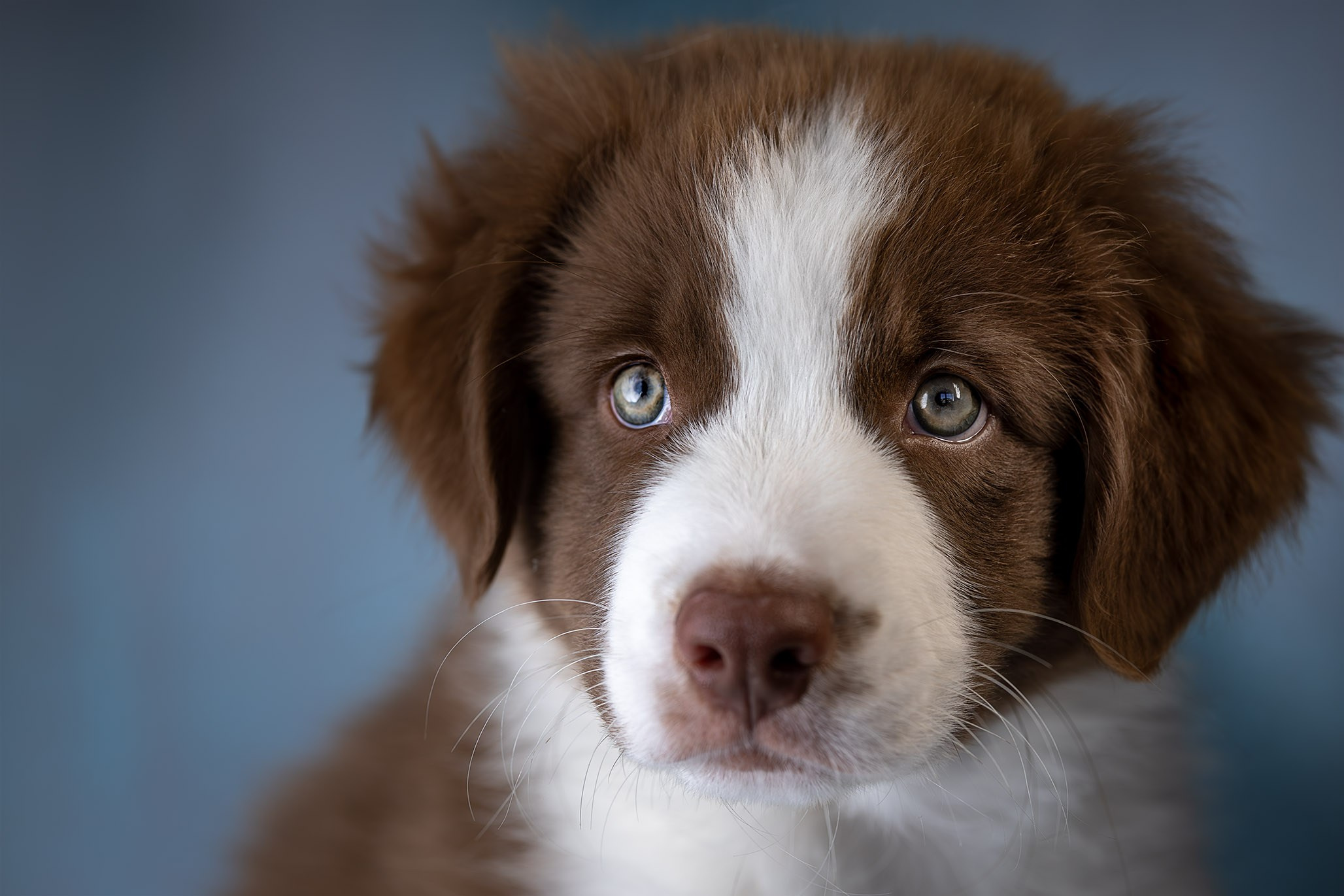 Дин, Австралийская Овчарка. Ирина Голомб|Фотограф-анималист в  Сочи и Калининграде