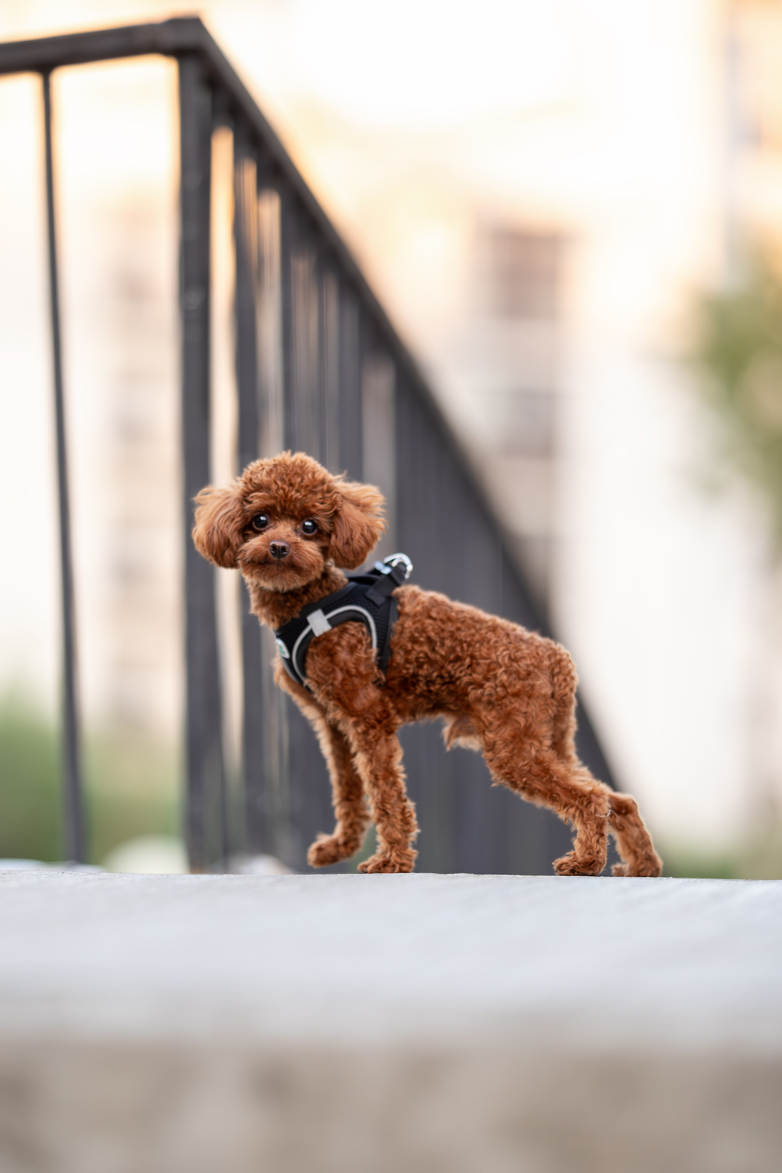 Марик, тикап-пудель. Ирина Голомб|Фотограф-анималист в  Сочи и Калининграде