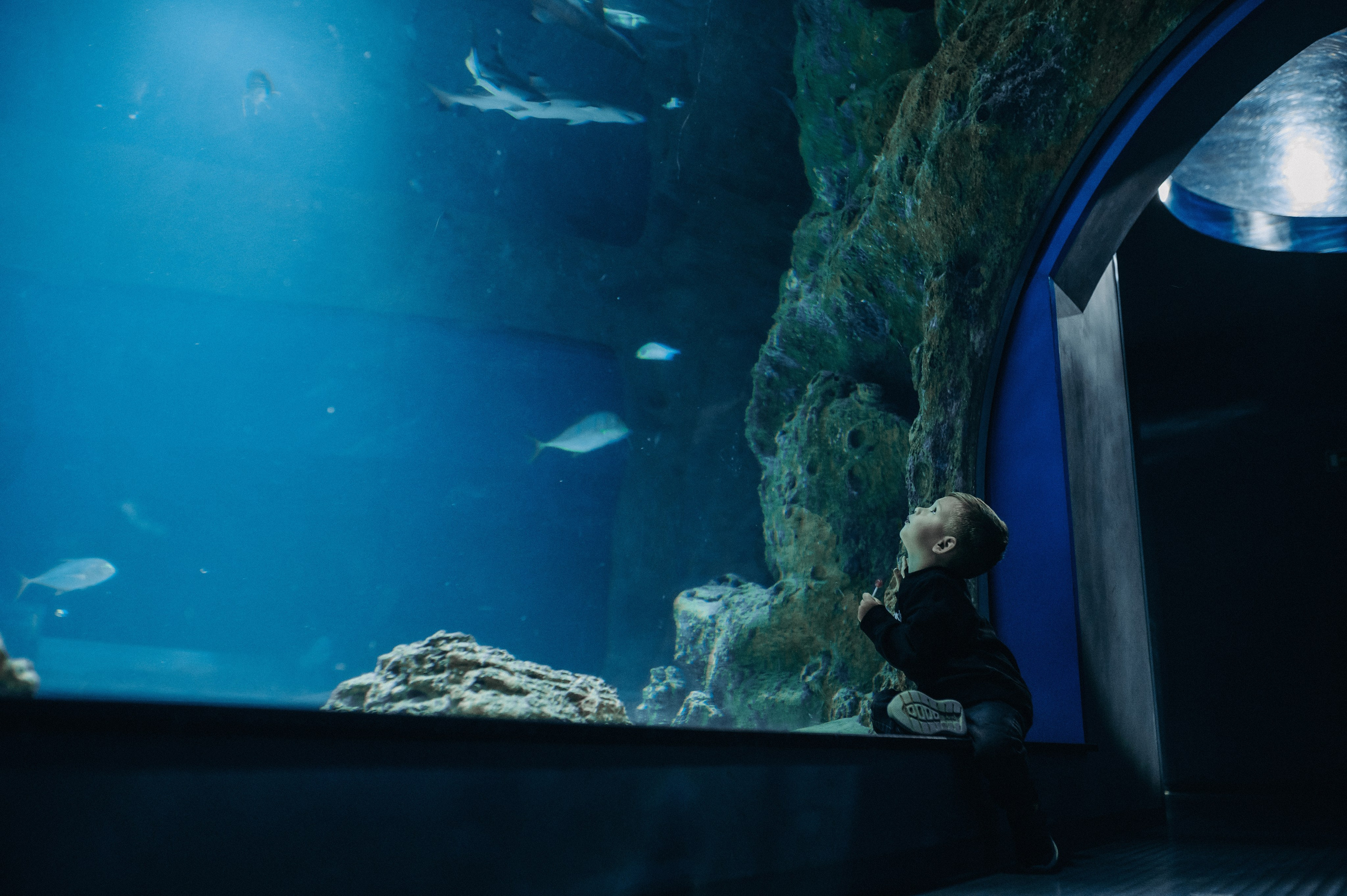 Маленький человек среди огромных рыб. Главная