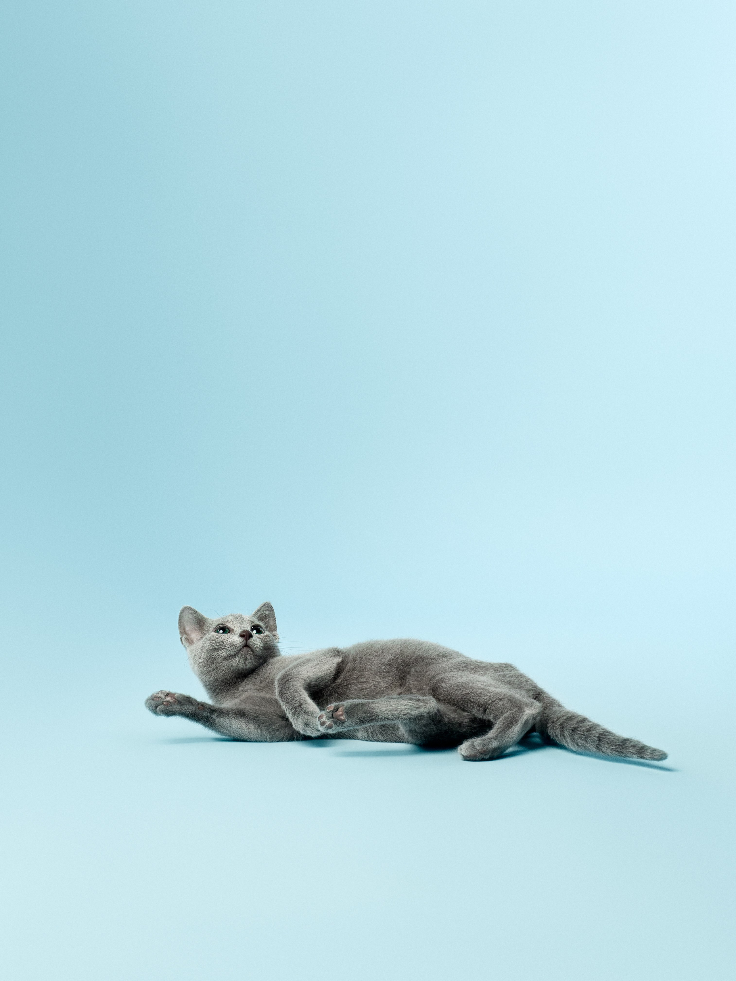 Студийная съёмка. Фотограф животных и людей в Санкт-Петербурге Дарья Быстрицкая