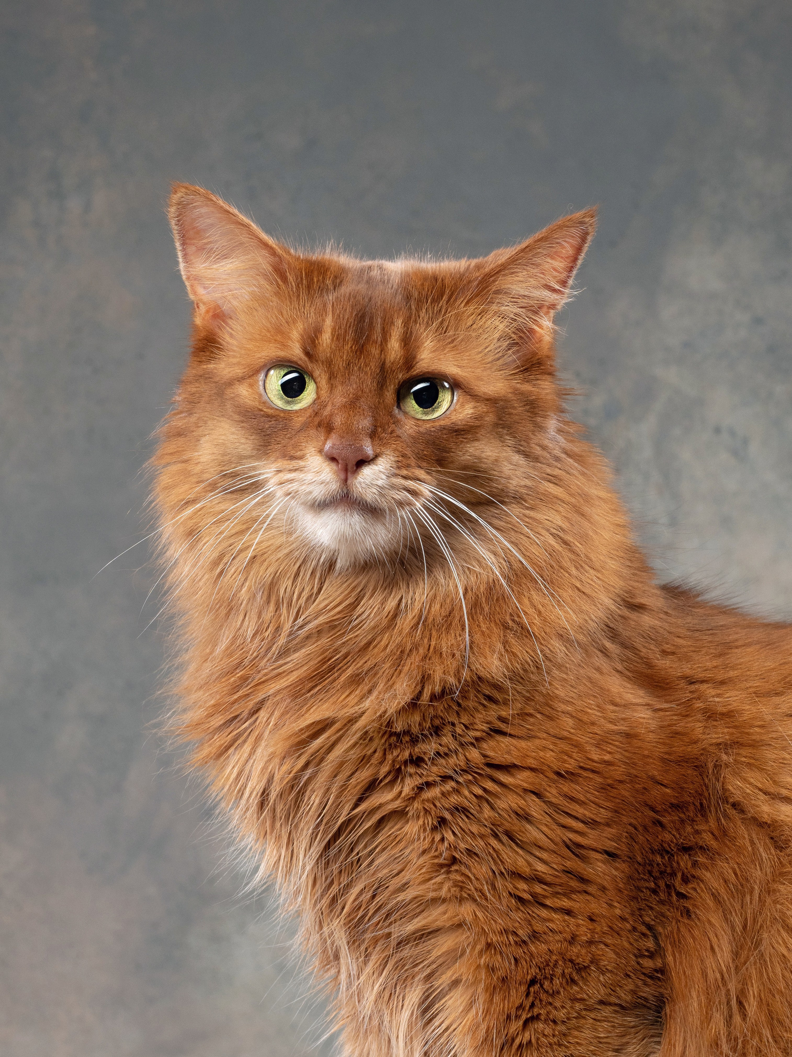 Студийная съёмка. Фотограф животных и людей в Санкт-Петербурге Дарья Быстрицкая