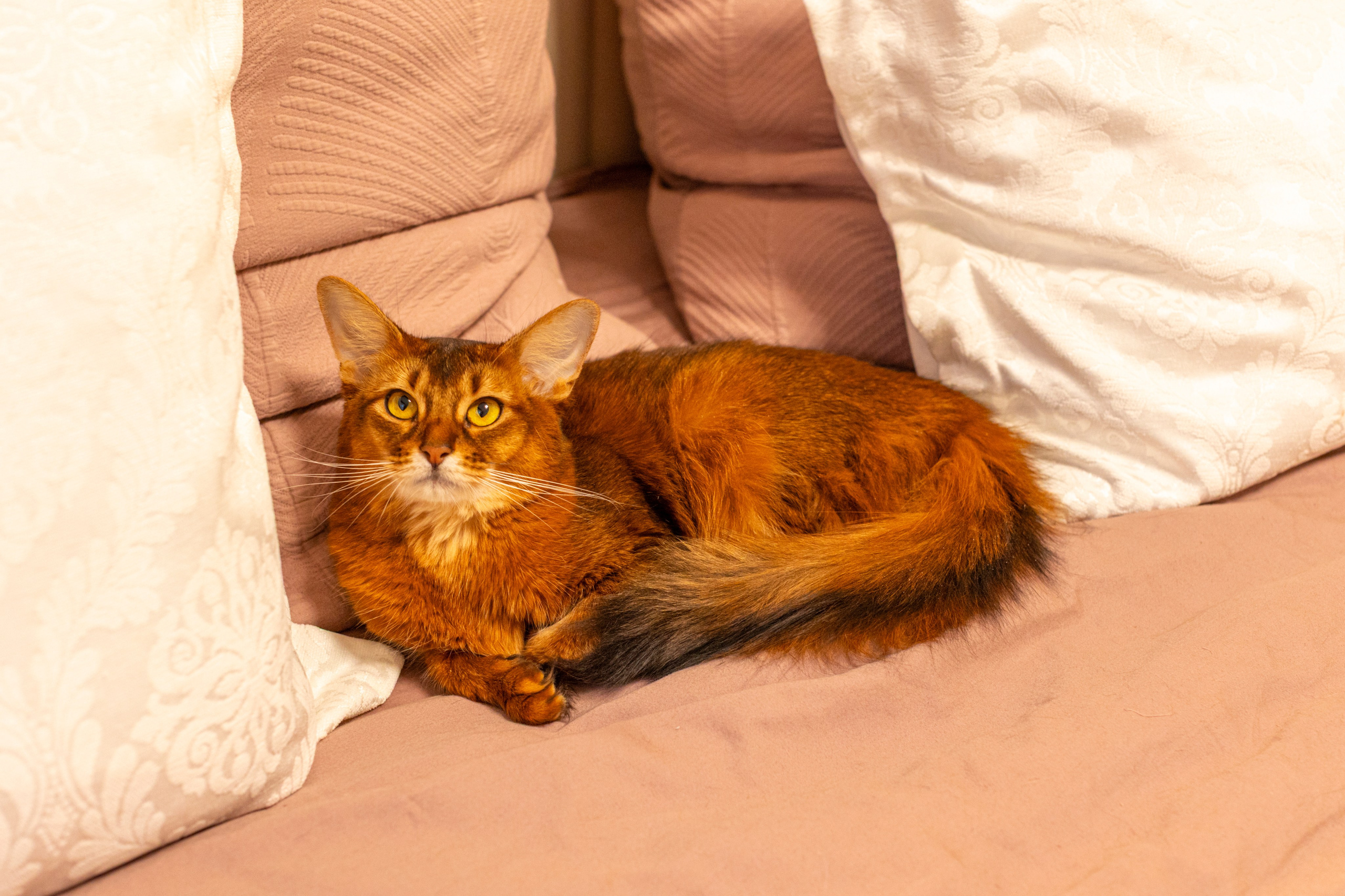 Сомали. Art my Pho