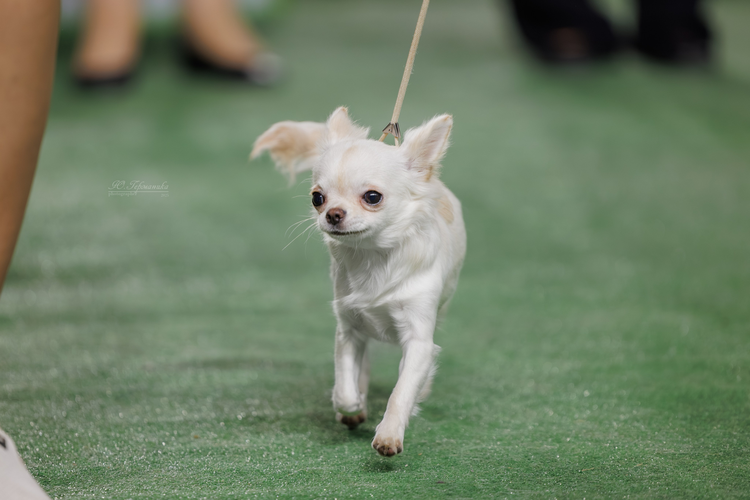 Телави 11-12.10.2025. Фотограф-анималист Юлия Германика