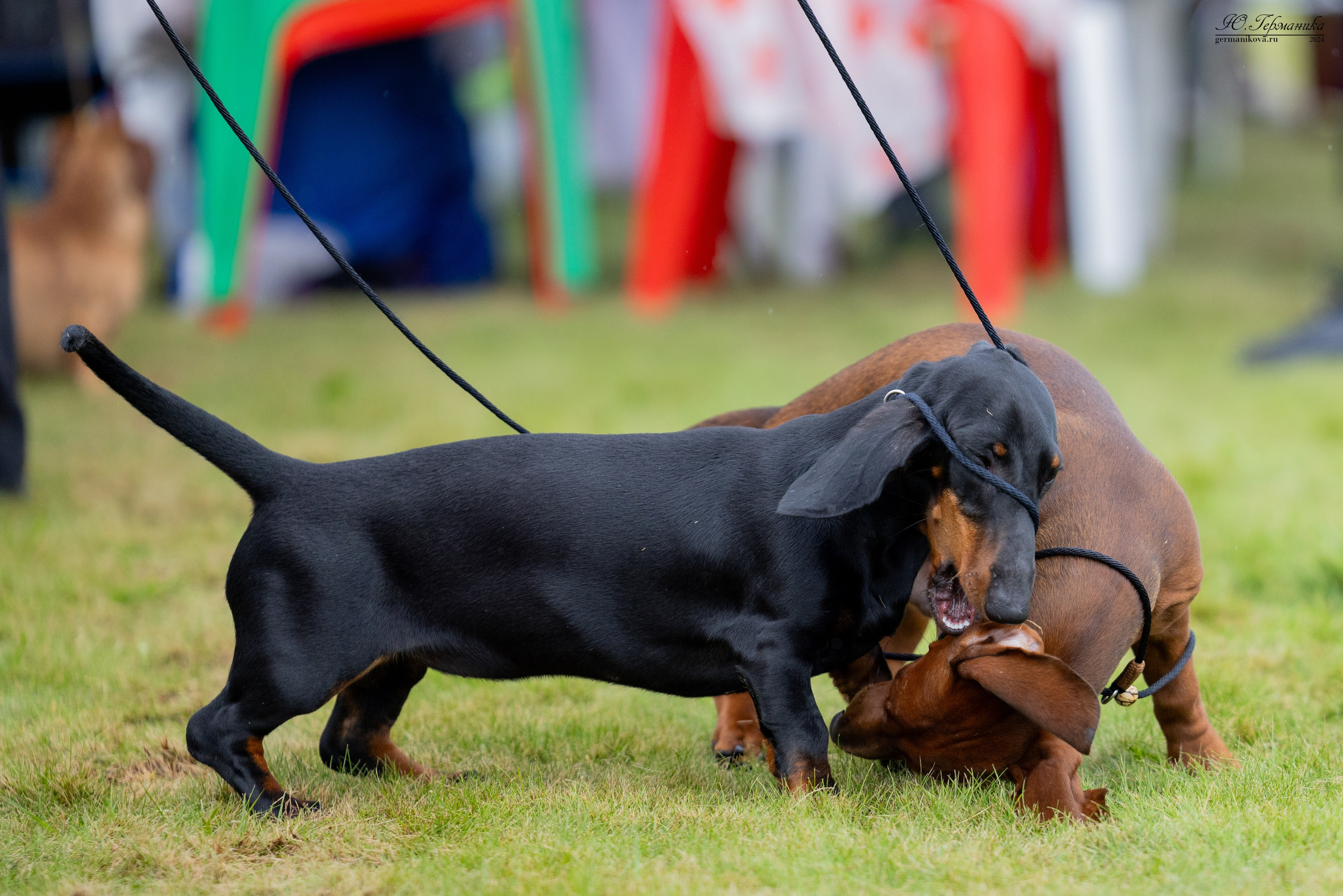 Ярославль 21.07.24 и Балашиха 13.07.24. Фотограф-анималист Юлия Германика
