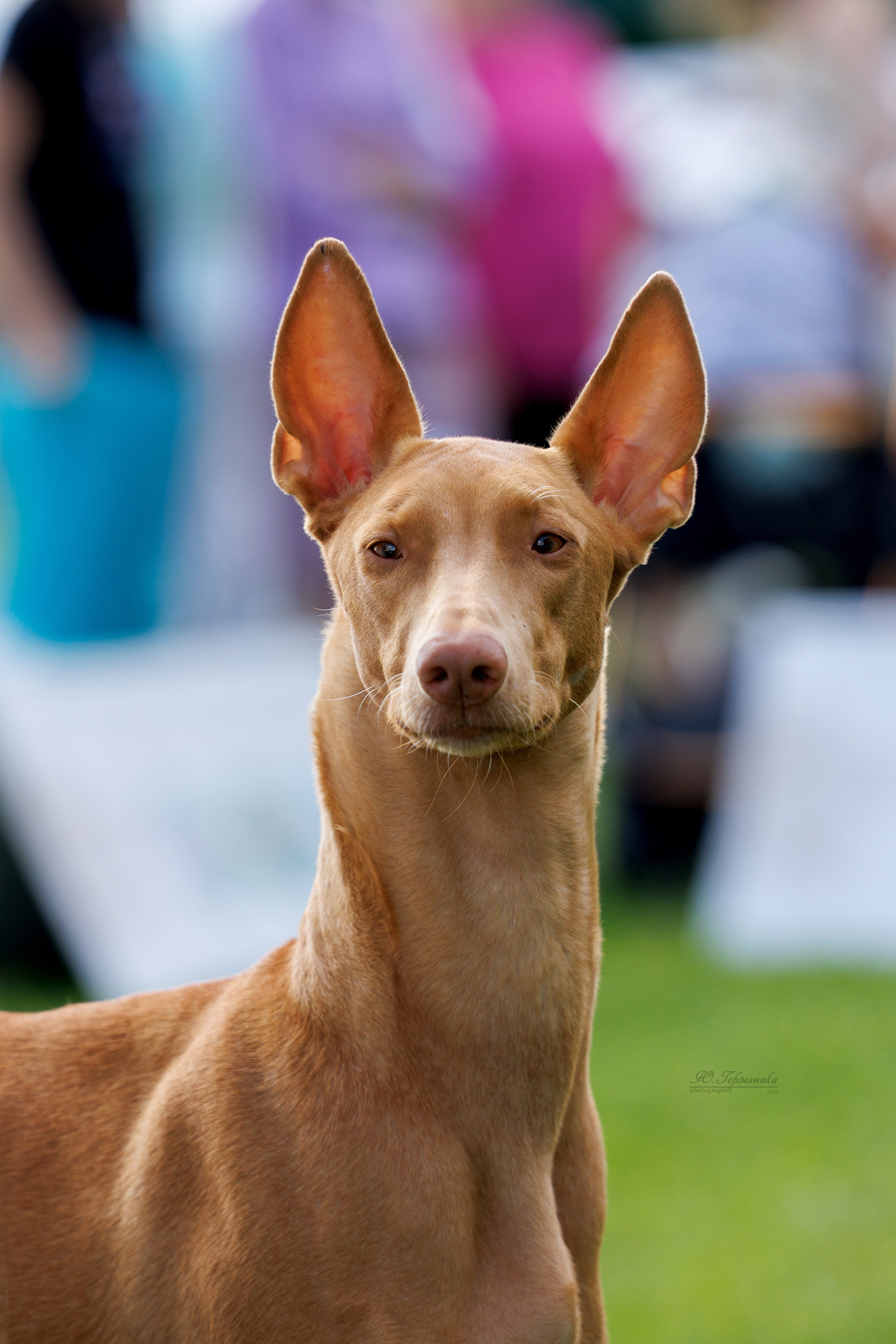 Переславль 5-7.08.2025. Фотограф-анималист Юлия Германика