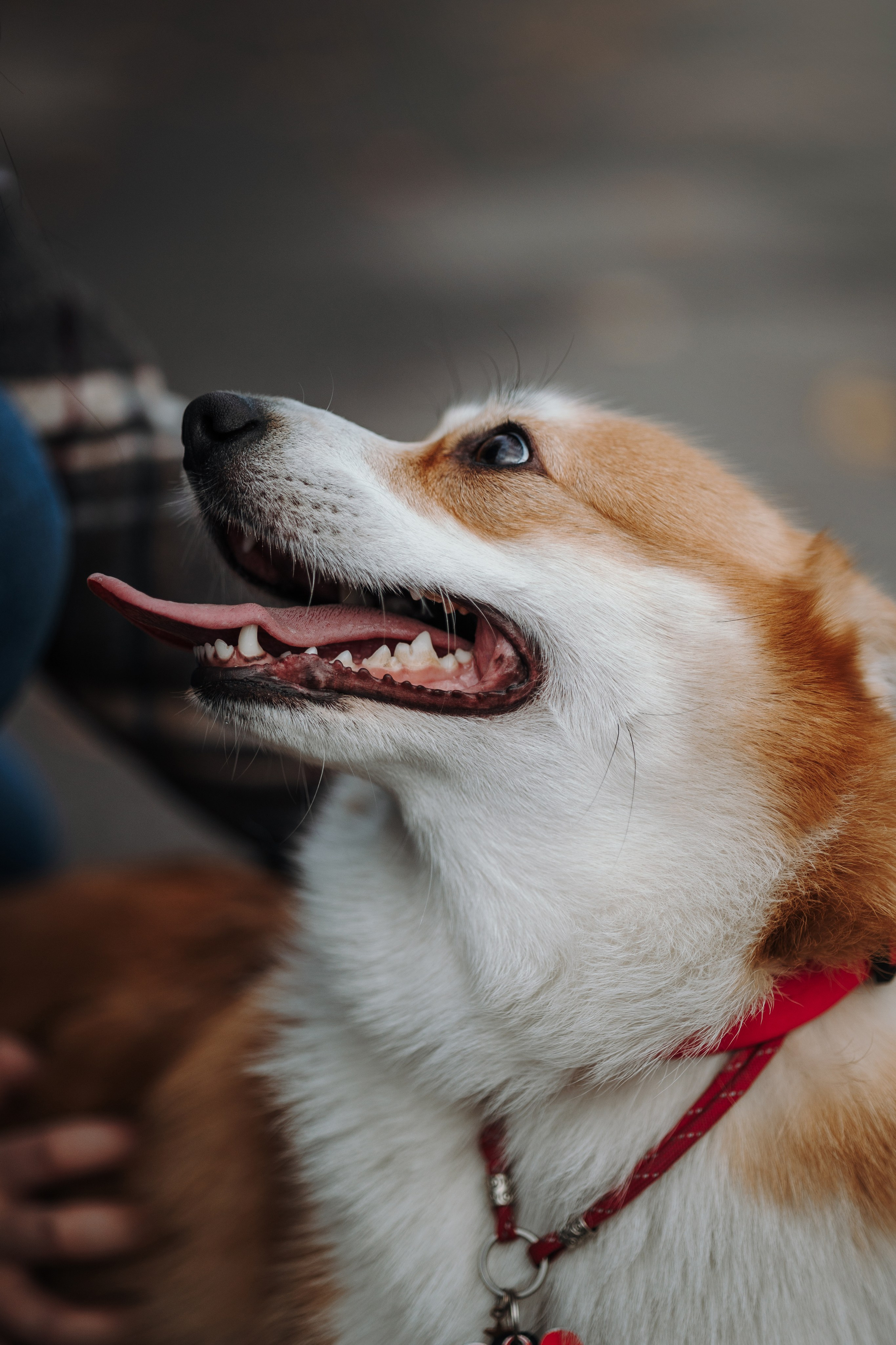 Юля и Терри. Фотограф — Анималист | Санкт-Петербург