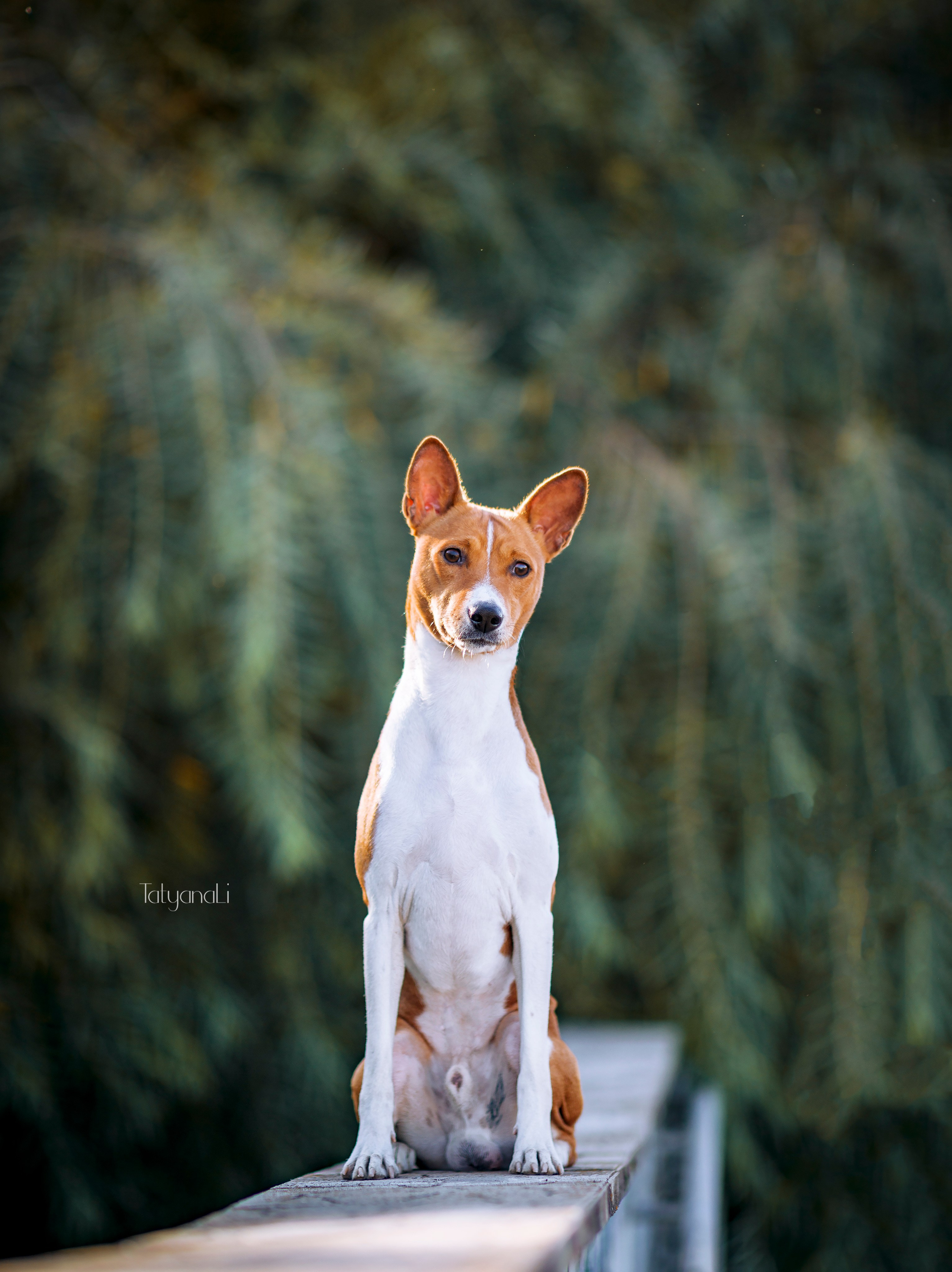 Басенджи. Фотограф — анималист Татьяна Ли