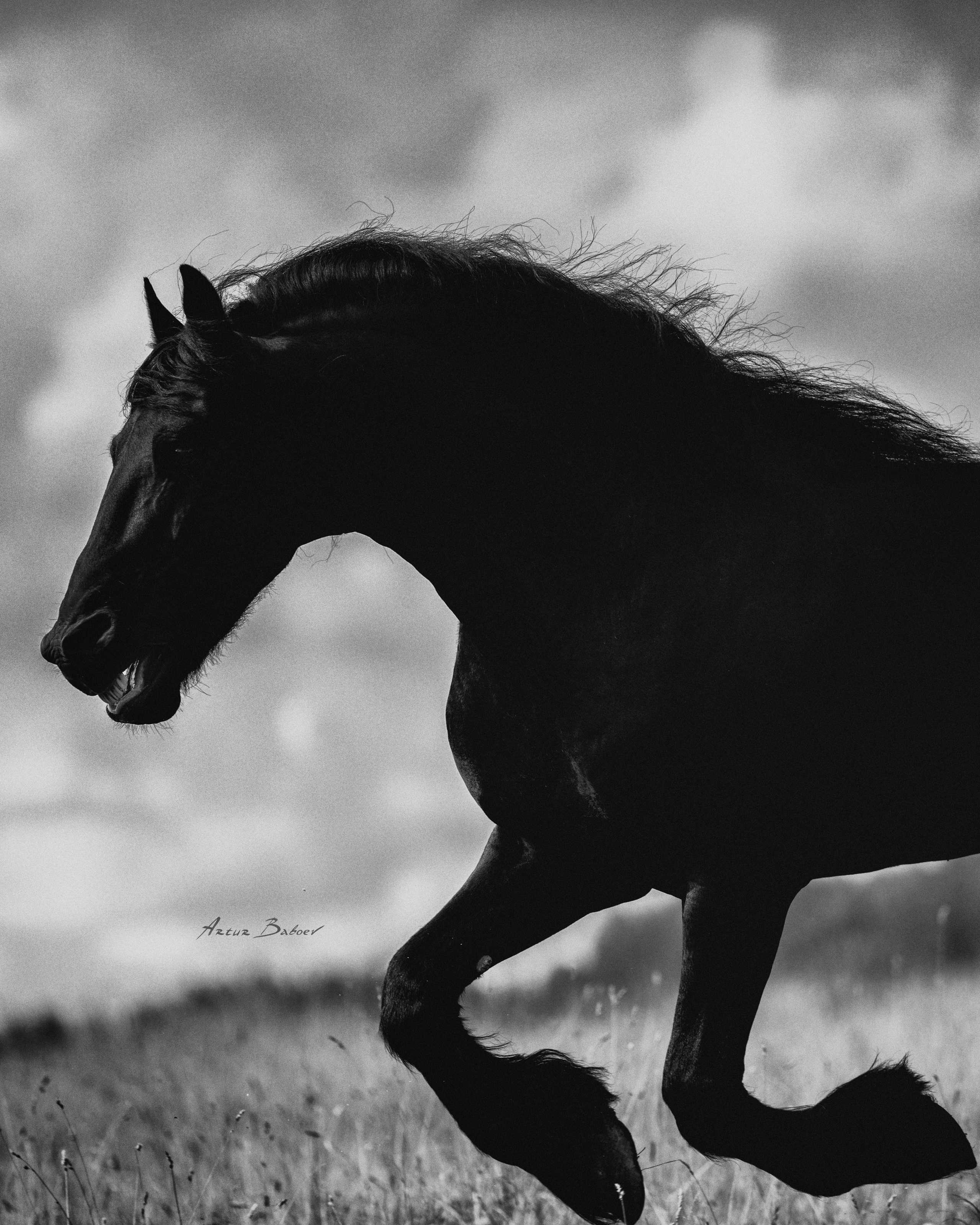 Art photos of horses — ARTUR BABOEV | Photographer