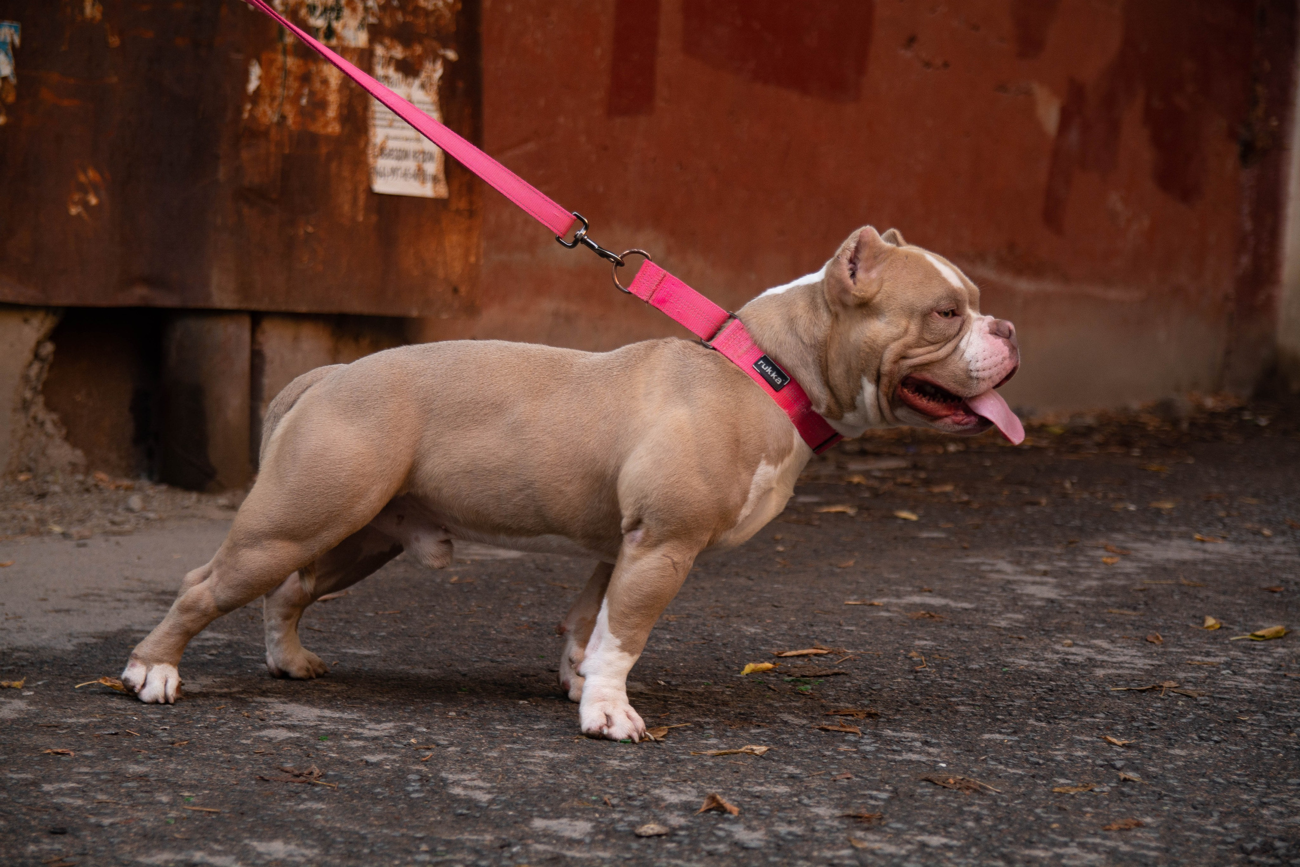 Фотосъёмка животных. Вадим Малянов — фотограф / видеограф в Саратове