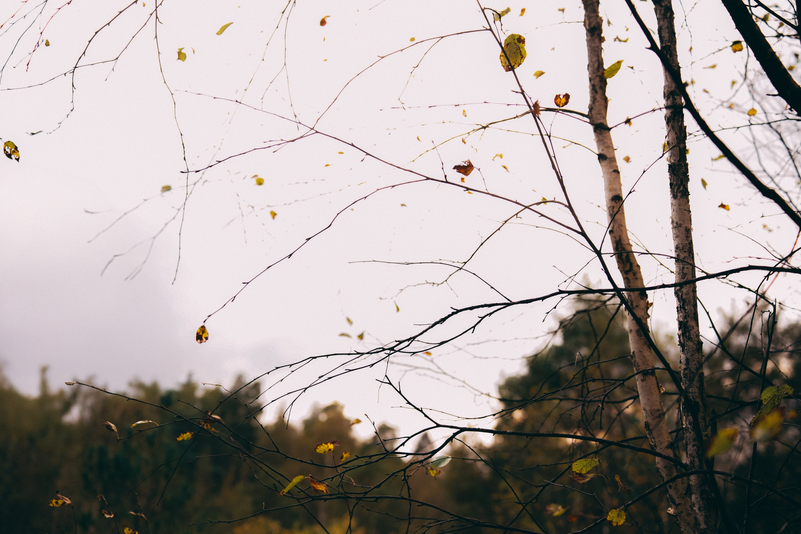 Осень 2025. Фотограф из Москвы — DASHA NOVA | Авторская фотография в разных жанрах