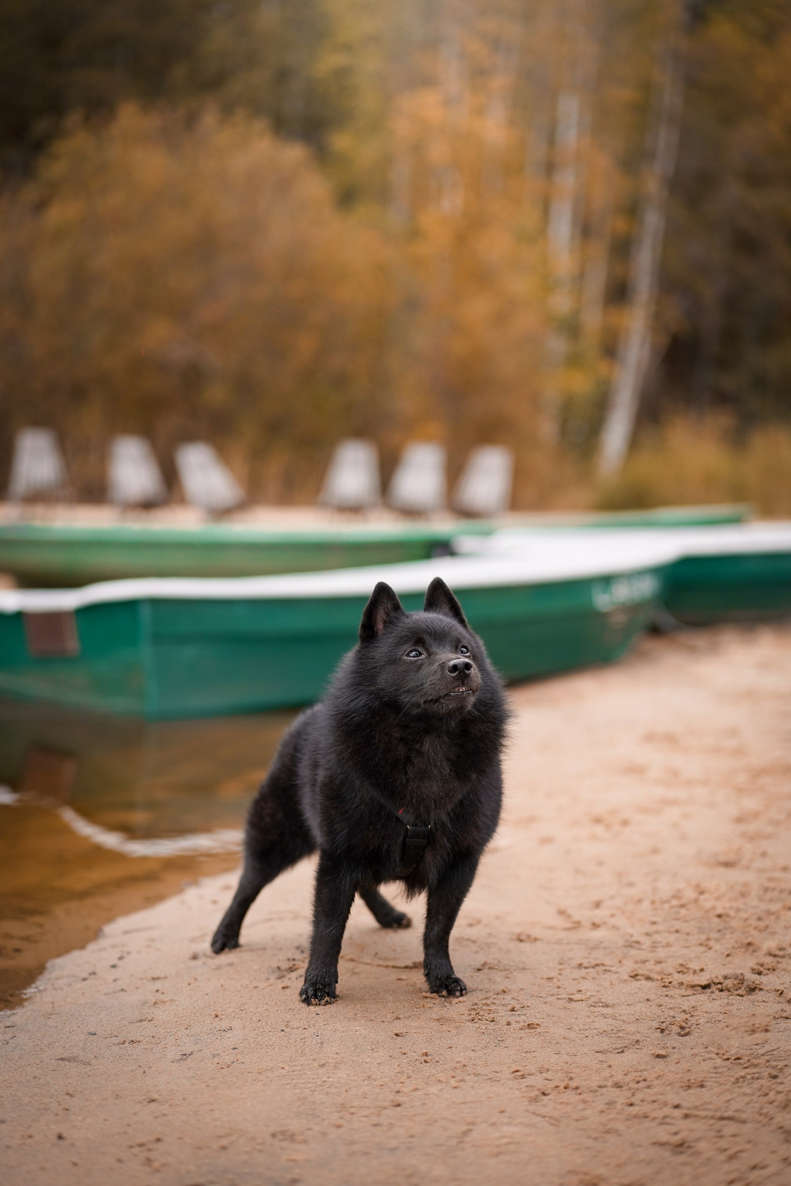 Аня Мишель Арчи и Майкл. Фотограф-анималист в Санкт-Петербурге Яна Мартынова