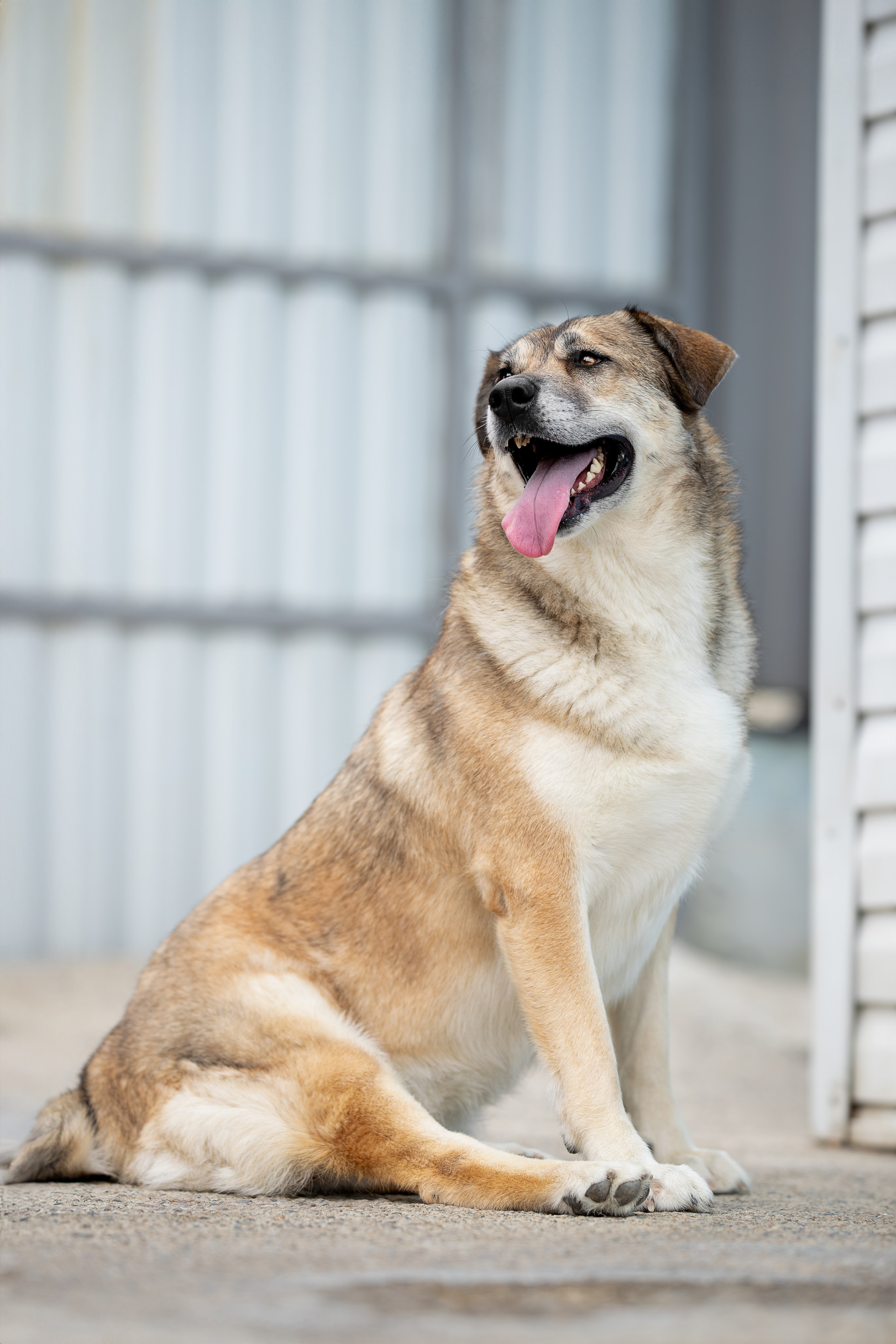 Мини-приют «Возрождение». Ирина Голомб|Фотограф-анималист в  Сочи и Калининграде