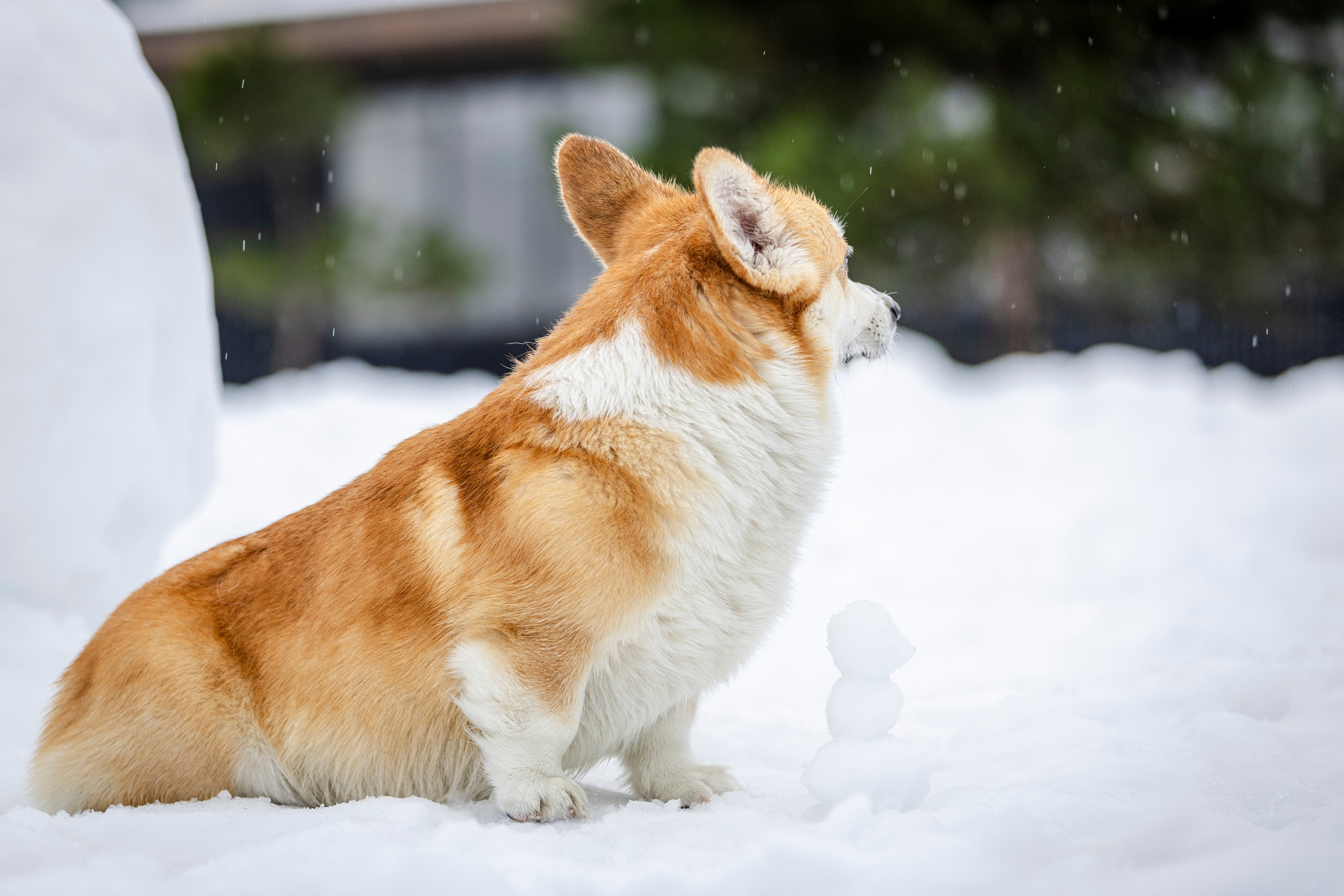 Гай, Корги-Пемброк. Ирина Голомб|Фотограф-анималист в  Сочи и Калининграде