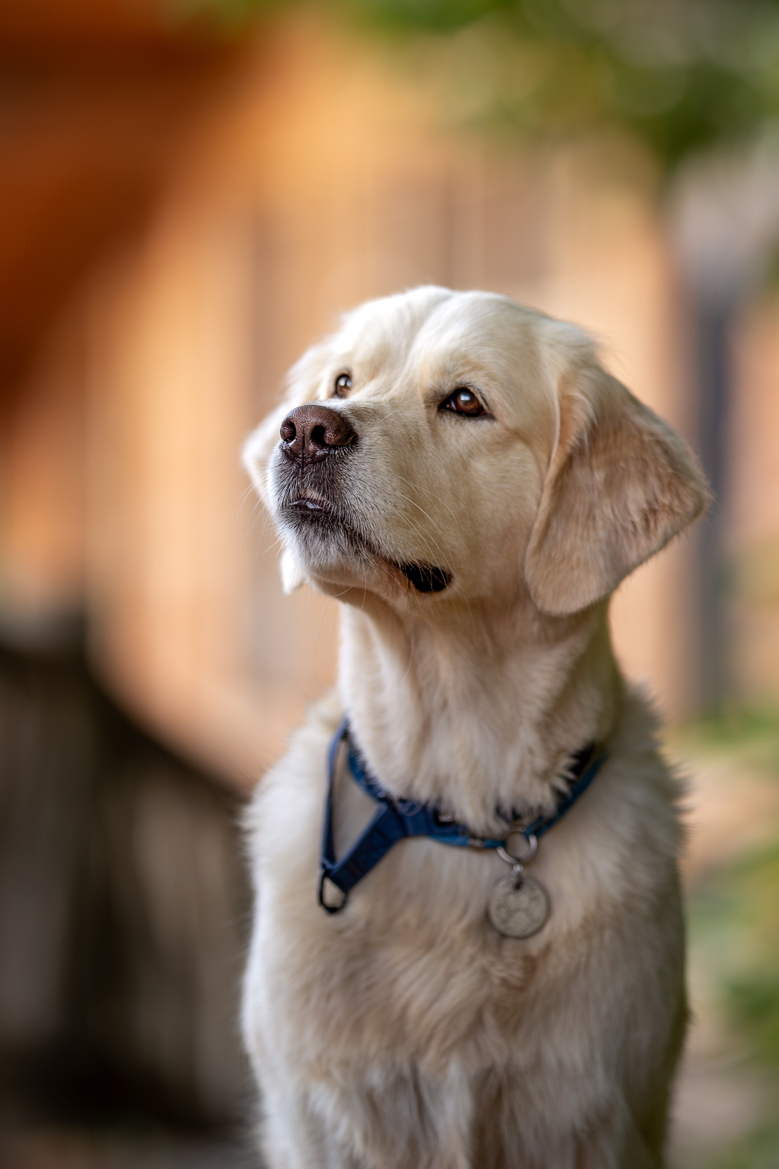 Асти, Делфи и Фреска, Голден Ретриверы. Ирина Голомб|Фотограф-анималист в  Сочи и Калининграде