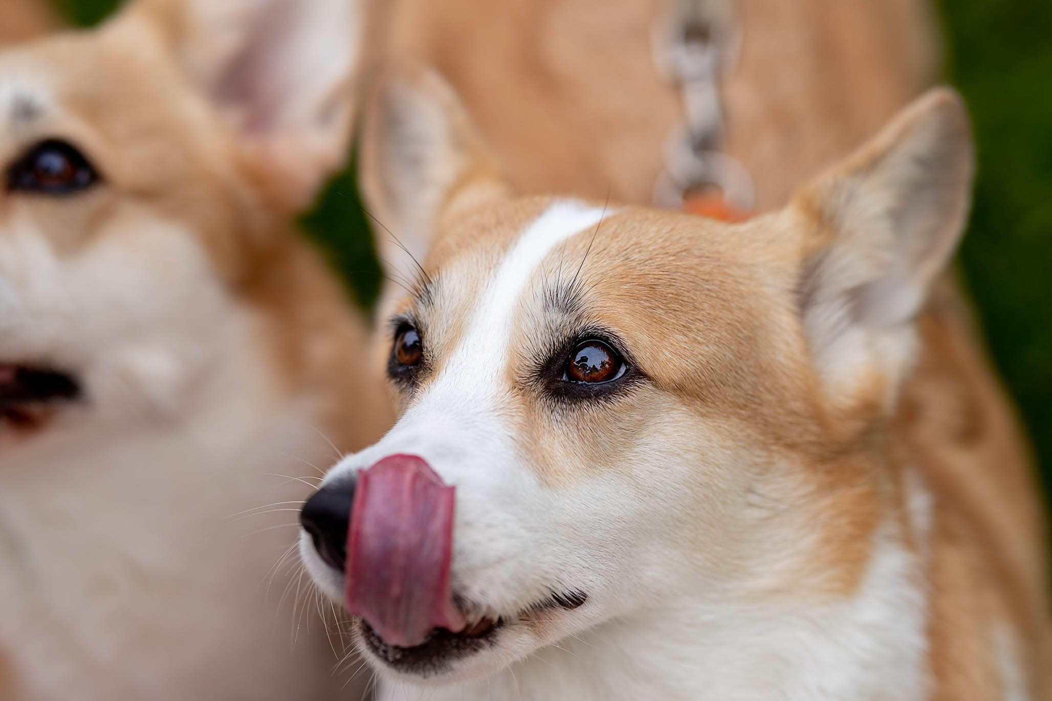 Лиса и Деви, корги. Ирина Голомб|Фотограф-анималист в  Сочи и Калининграде