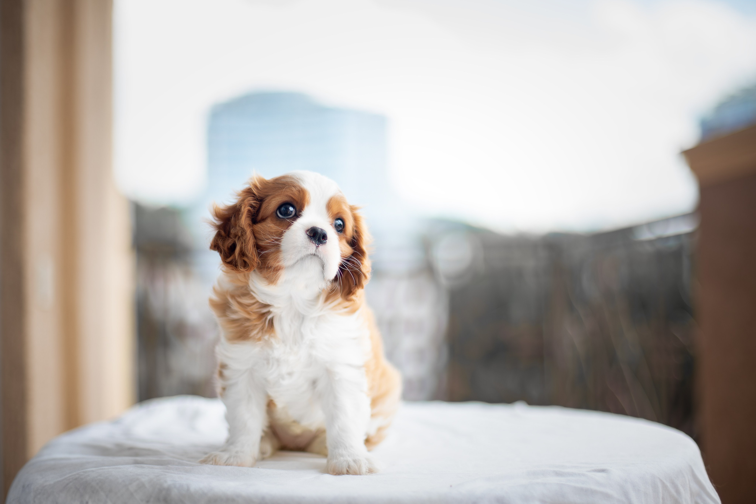 Малыши Кавалер Кинг Чарльз Спаниели. Ирина Голомб|Фотограф-анималист в  Сочи и Калининграде
