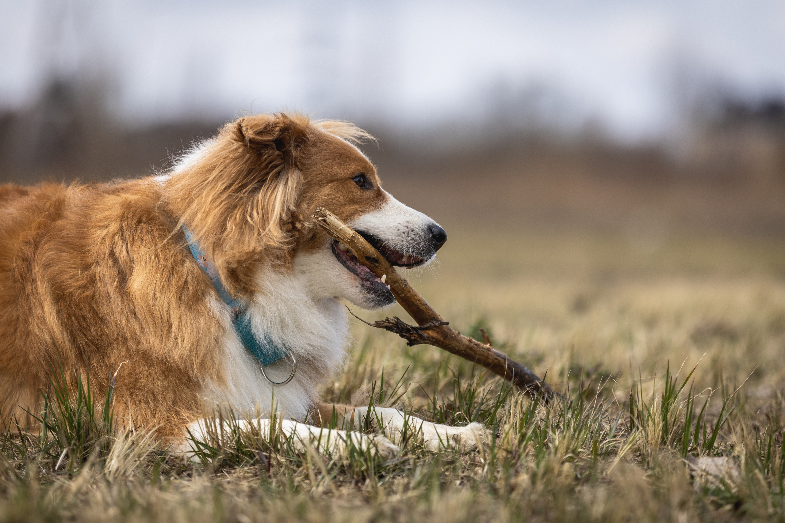 Догтуса 24.03.2024. Ирина Голомб|Фотограф-анималист в  Сочи и Калининграде