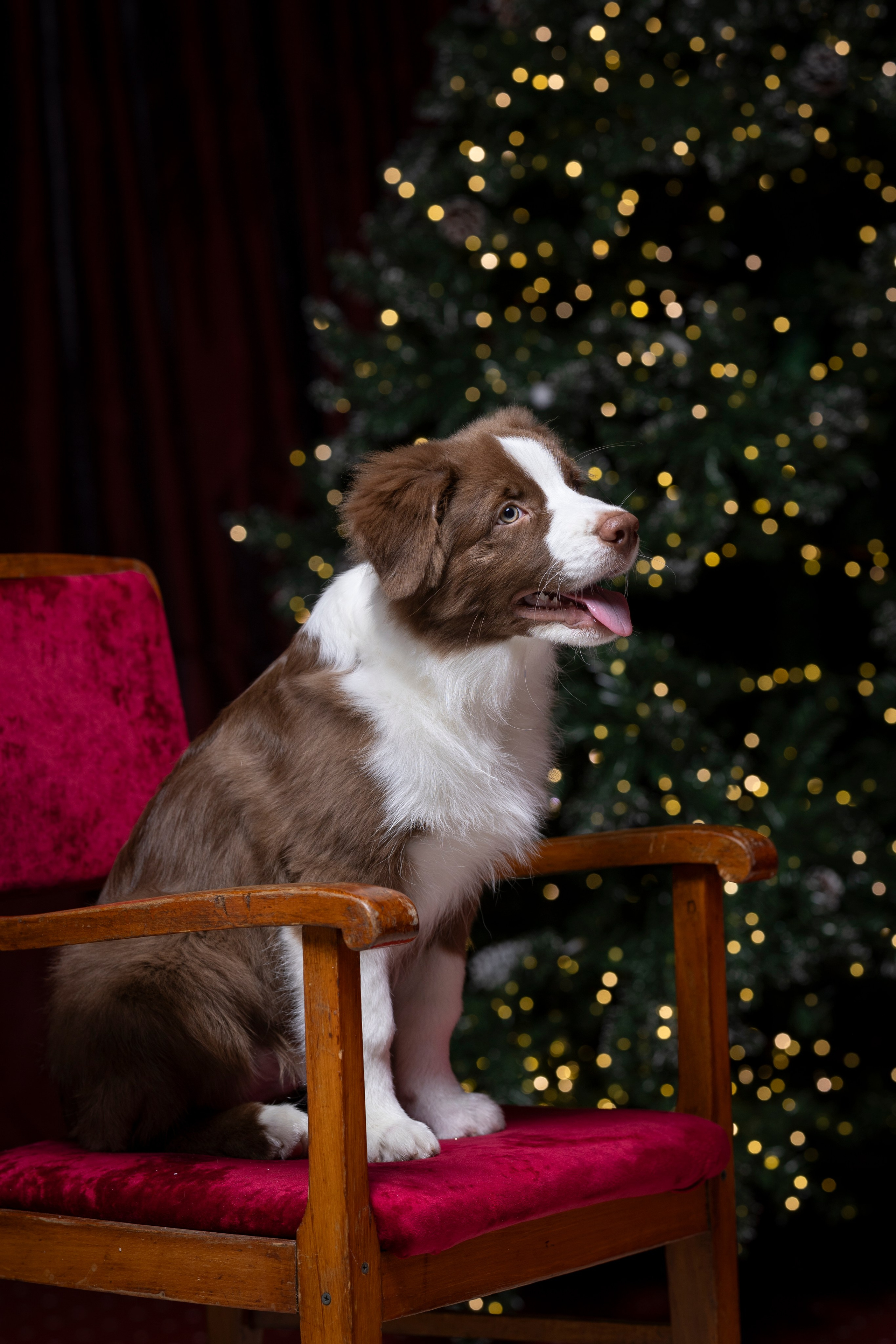 Дин, Австралийская Овчарка. Ирина Голомб|Фотограф-анималист в  Сочи и Калининграде