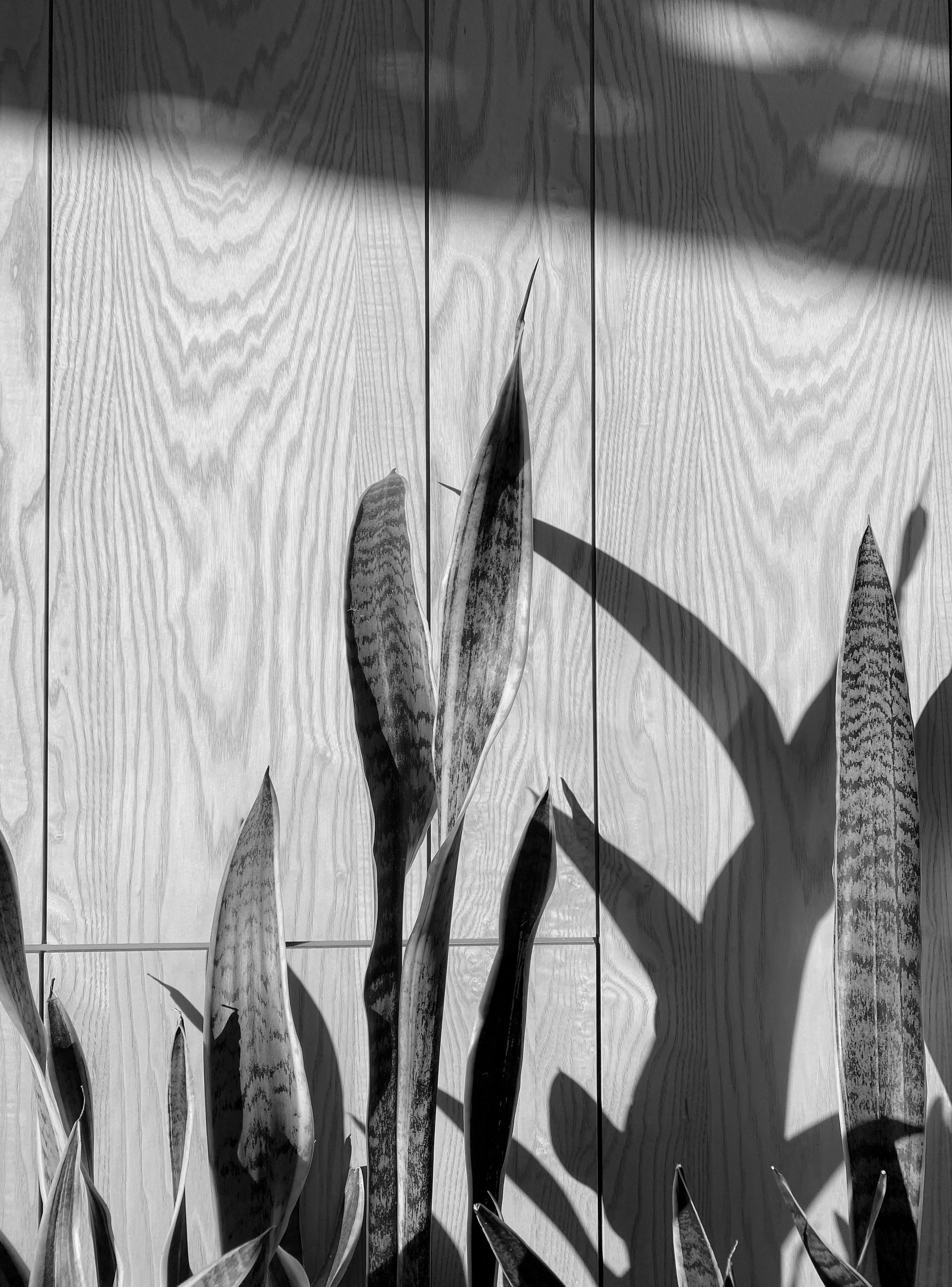 Iphone. Photographer in Turkey — Dari N