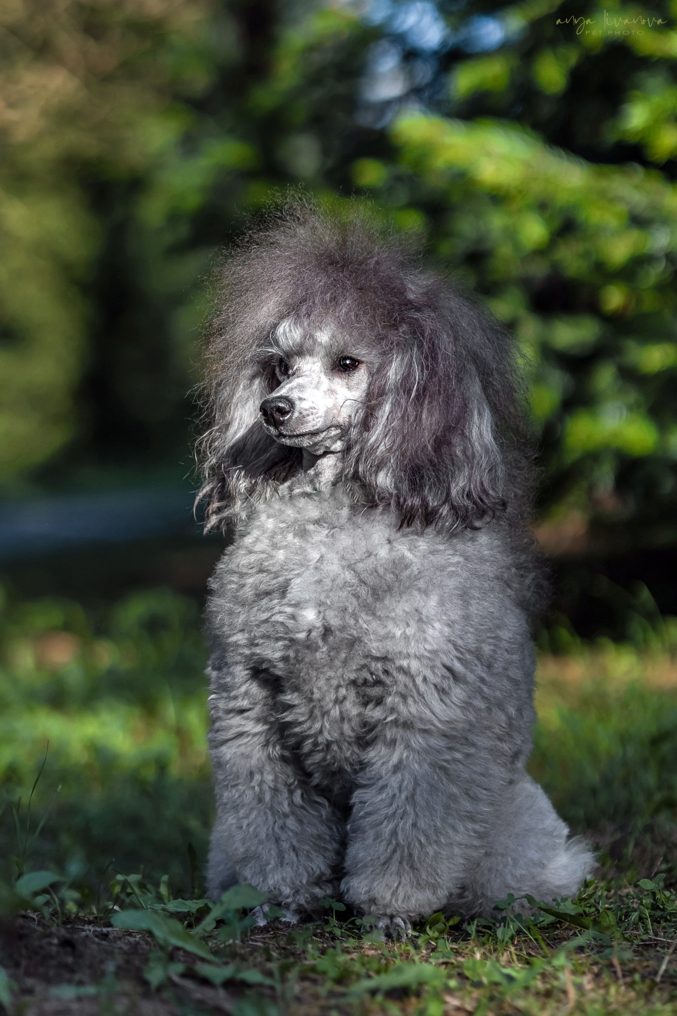 Дёмино. Фотограф анималист Аня Ливанова | Рыбинск